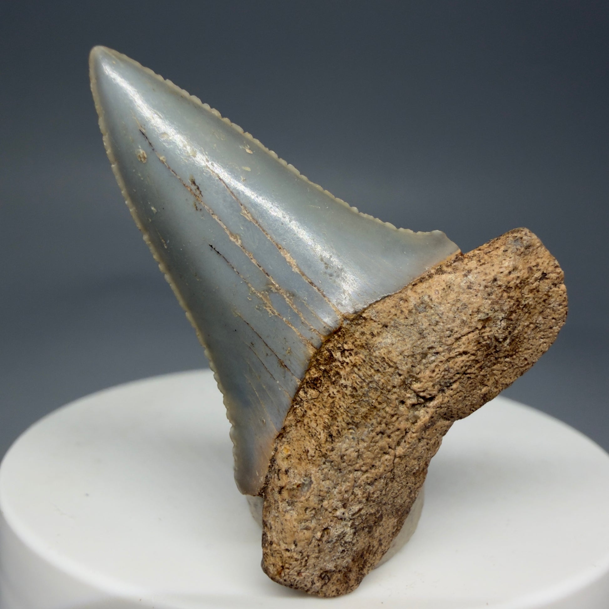 Front View Rare Location - Colorful 1.67" Fossil Great White Shark Tooth from Oceanside, California GW126  - 2