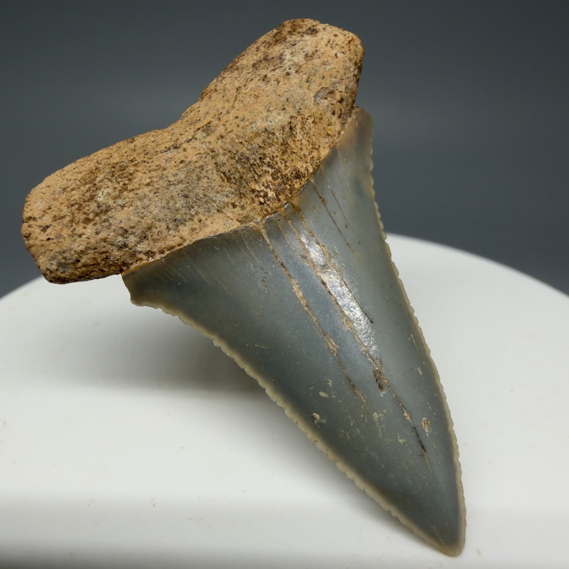 Front Left View Rare Location - Colorful 1.67" Fossil Great White Shark Tooth from Oceanside, California GW126 