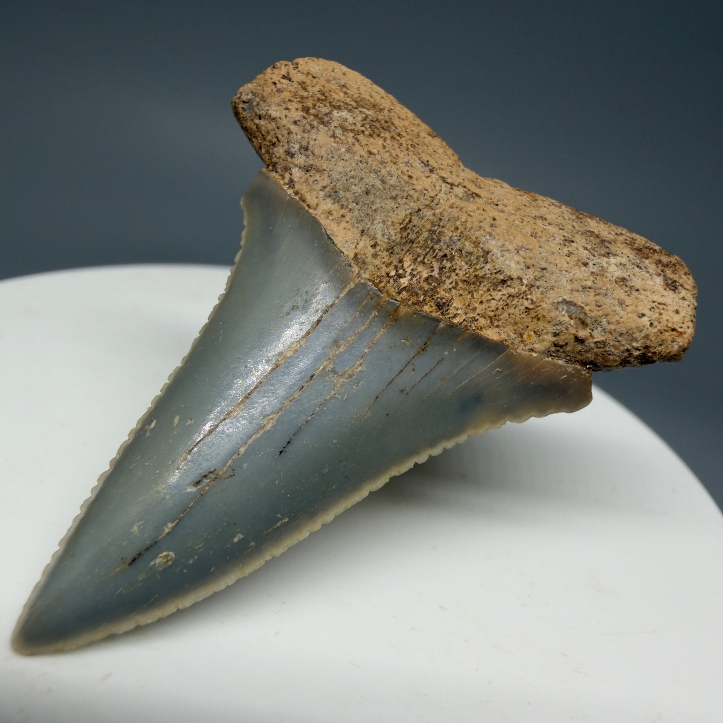 Front Right View Rare Location - Colorful 1.67" Fossil Great White Shark Tooth from Oceanside, California GW126 