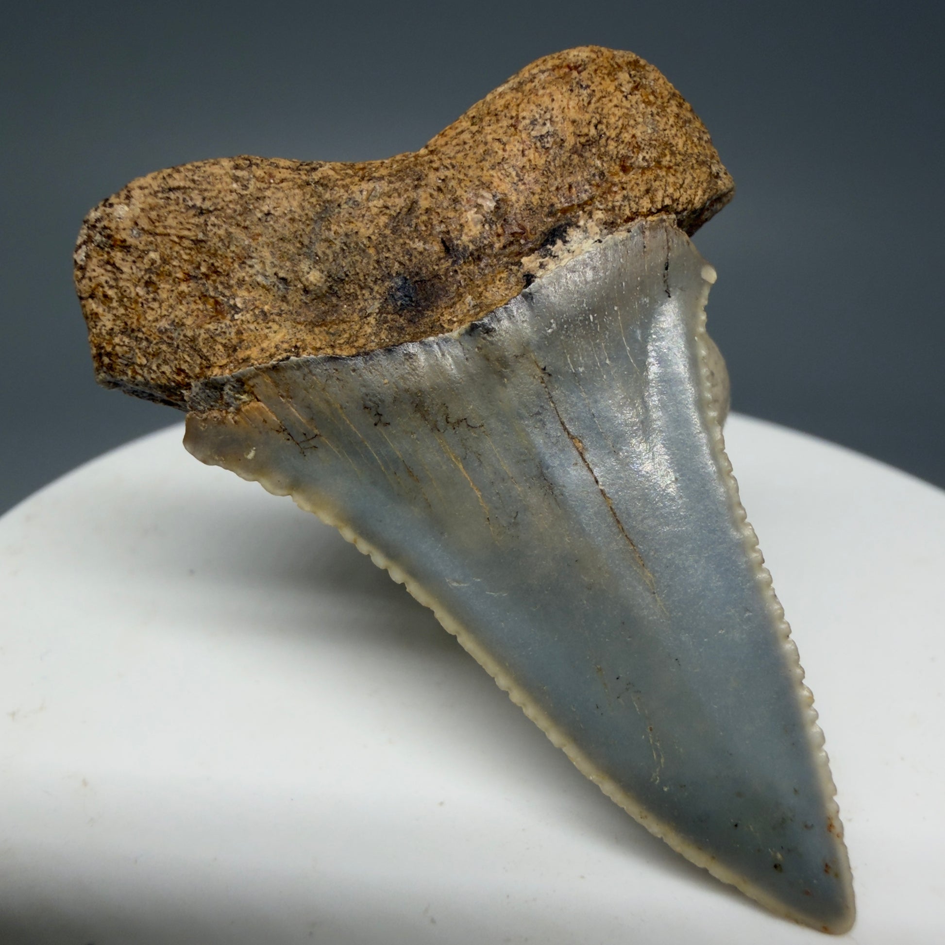Back Left View Rare Location - Colorful 1.67" Fossil Great White Shark Tooth from Oceanside, California GW126 