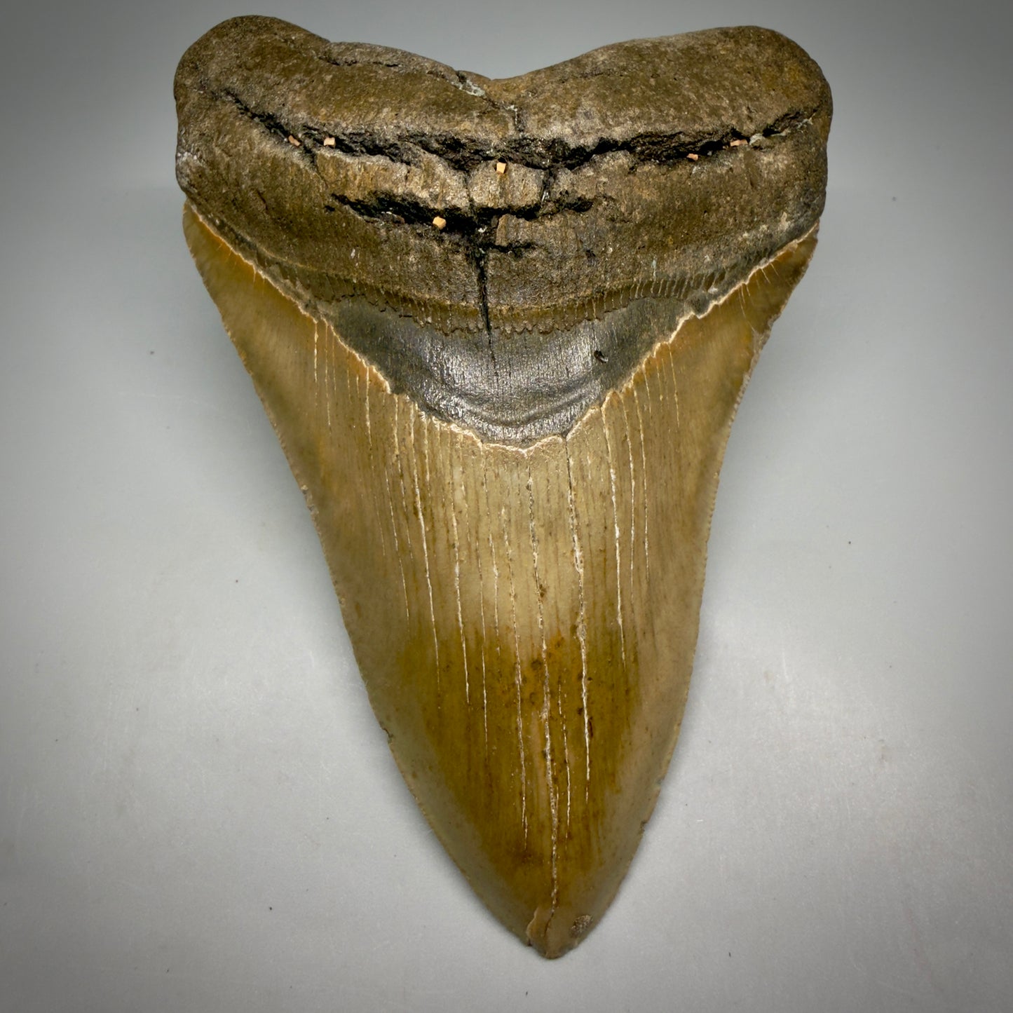 Front View Colorful 5.51" Authentic Megalodon Tooth – North Carolina Fossil | Carcharocles megalodon CM6166 - 1