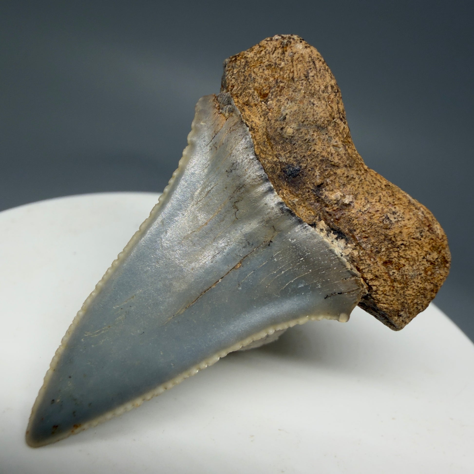 Back Right Left View Rare Location - Colorful 1.67" Fossil Great White Shark Tooth from Oceanside, California GW126 