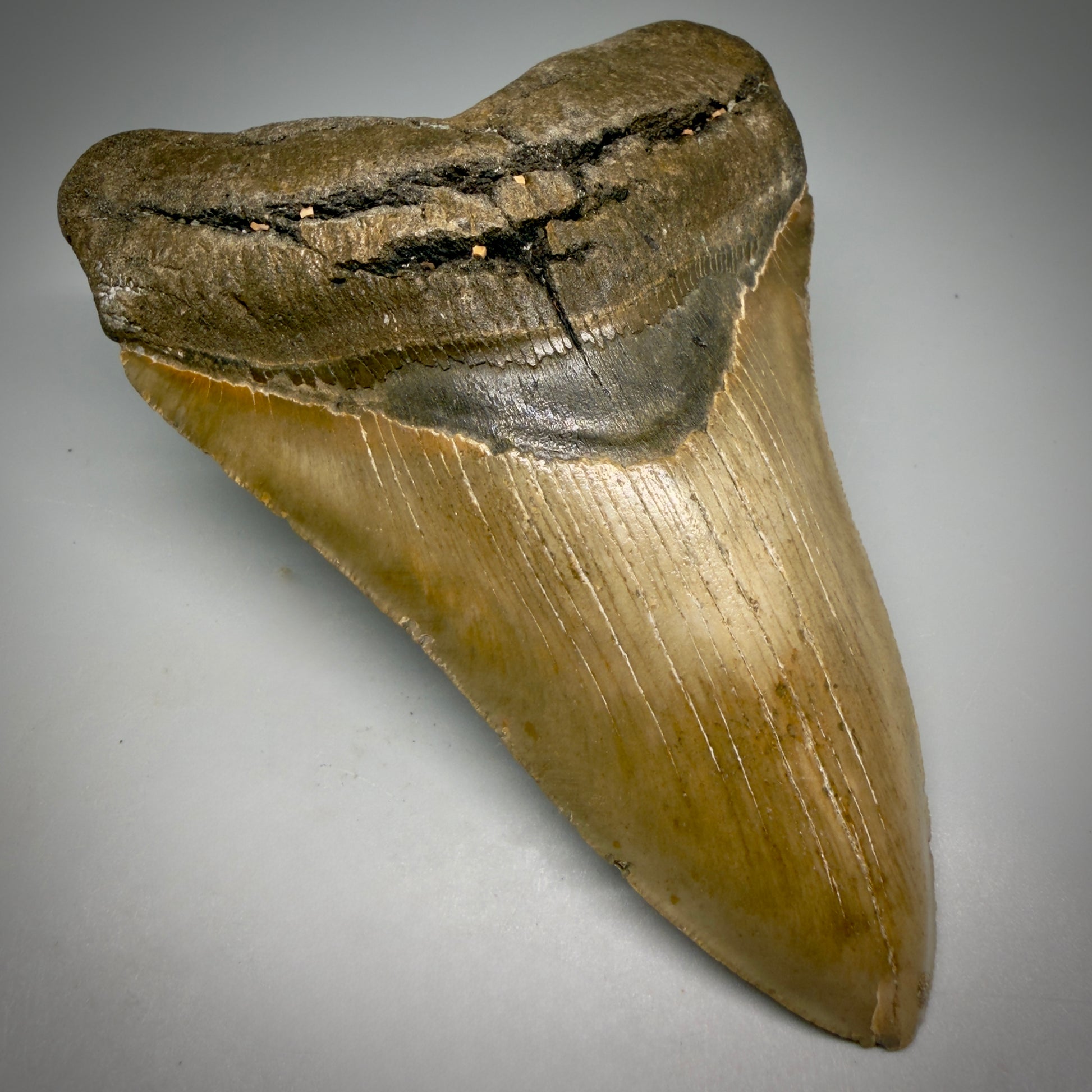 Front Left View Colorful 5.51" Authentic Megalodon Tooth – North Carolina Fossil | Carcharocles megalodon CM6166