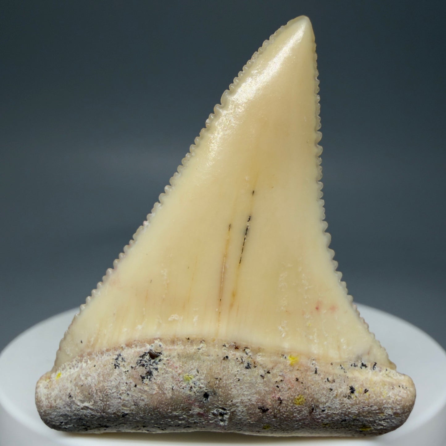 Front View Collector's Quality 1.87" long Fossil Great White Tooth from the deserts of Peru GW1275 - 3