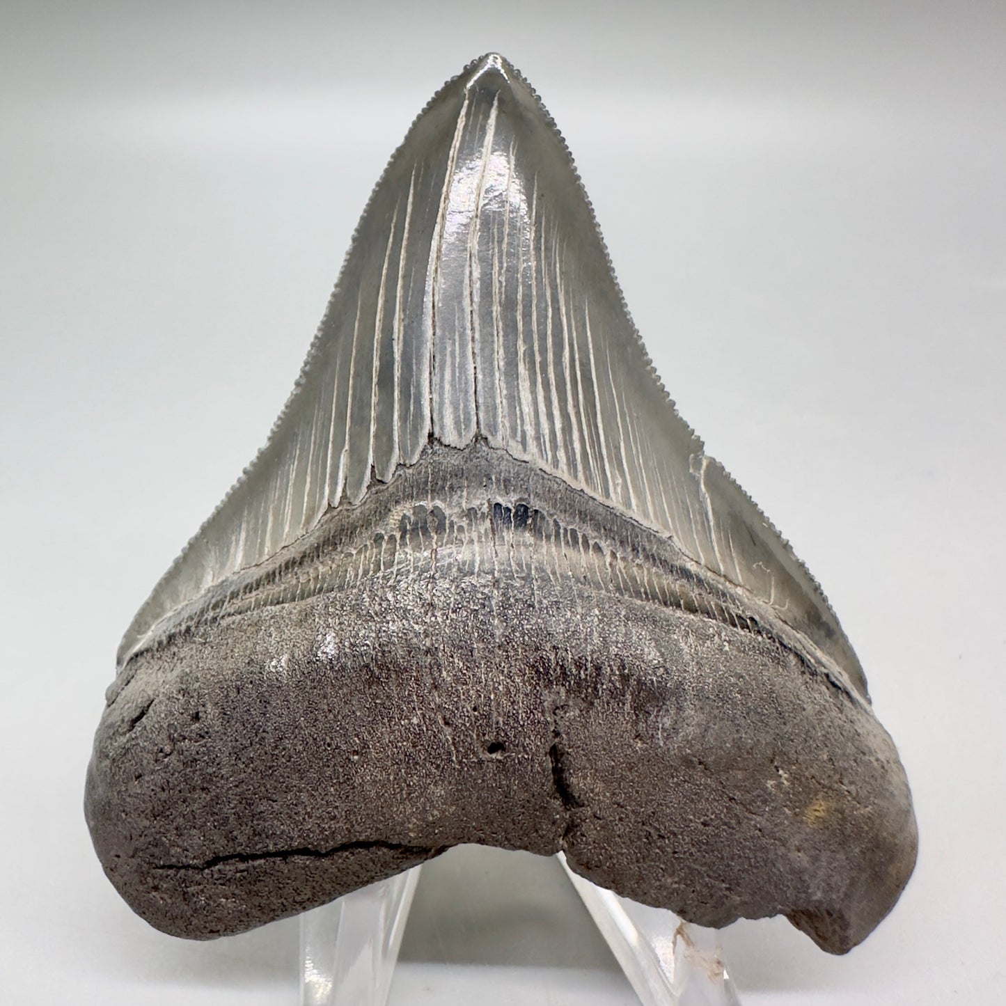 Colorful, sharply serrated 3.10" Fossil Megalodon Tooth from South Carolina MJ151 - Front