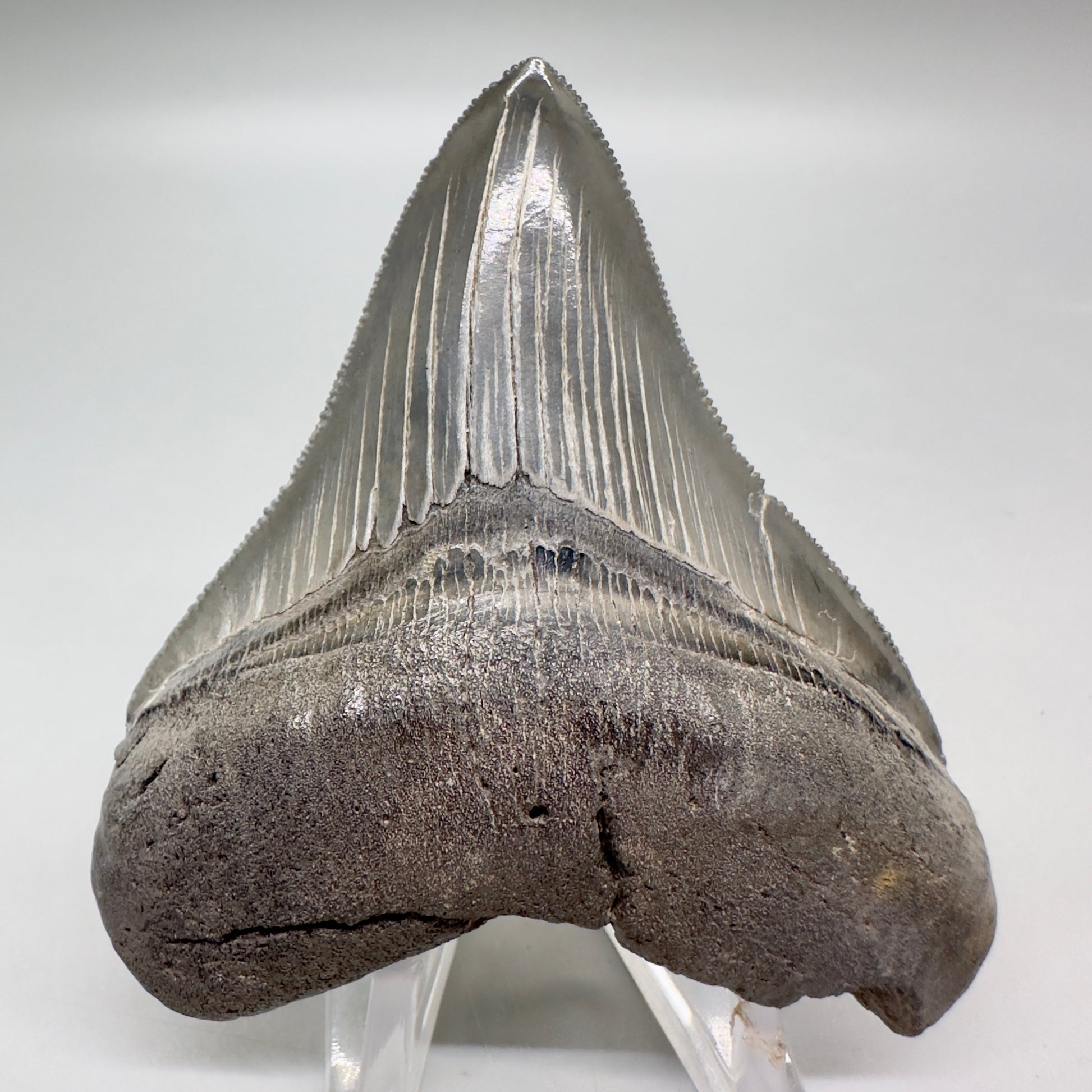 Colorful, sharply serrated 3.10" Fossil Megalodon Tooth from South Carolina MJ151 - Front