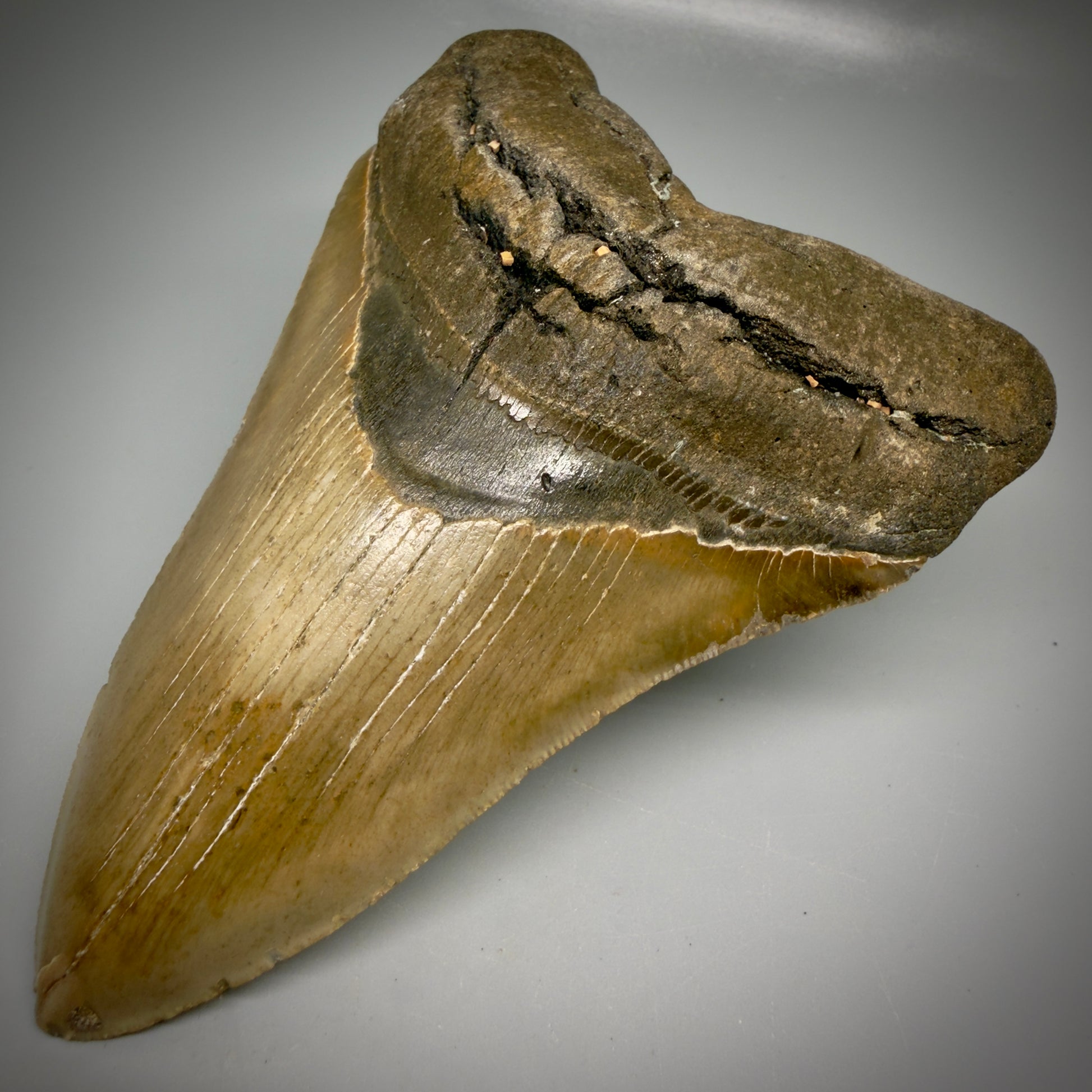 Front Right View Colorful 5.51" Authentic Megalodon Tooth – North Carolina Fossil | Carcharocles megalodon CM6166