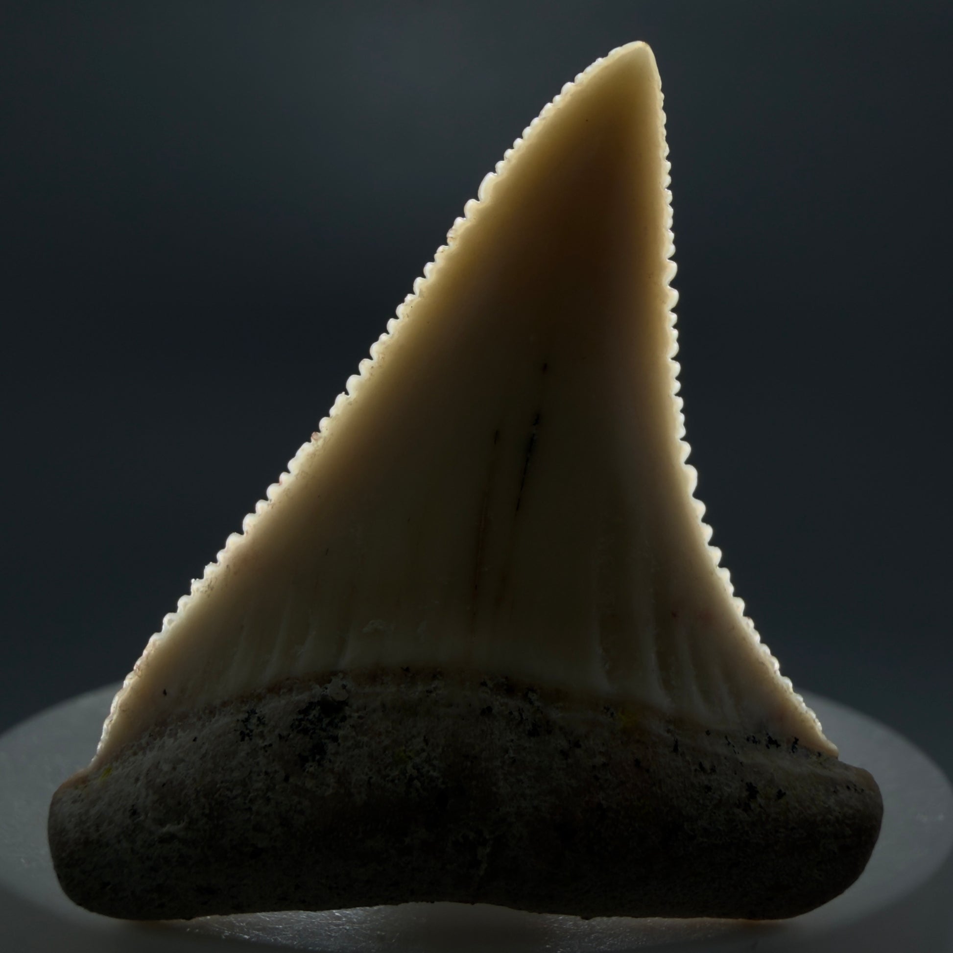 Front View Collector's Quality 1.87" long Fossil Great White Tooth from the deserts of Peru GW1275 - 1