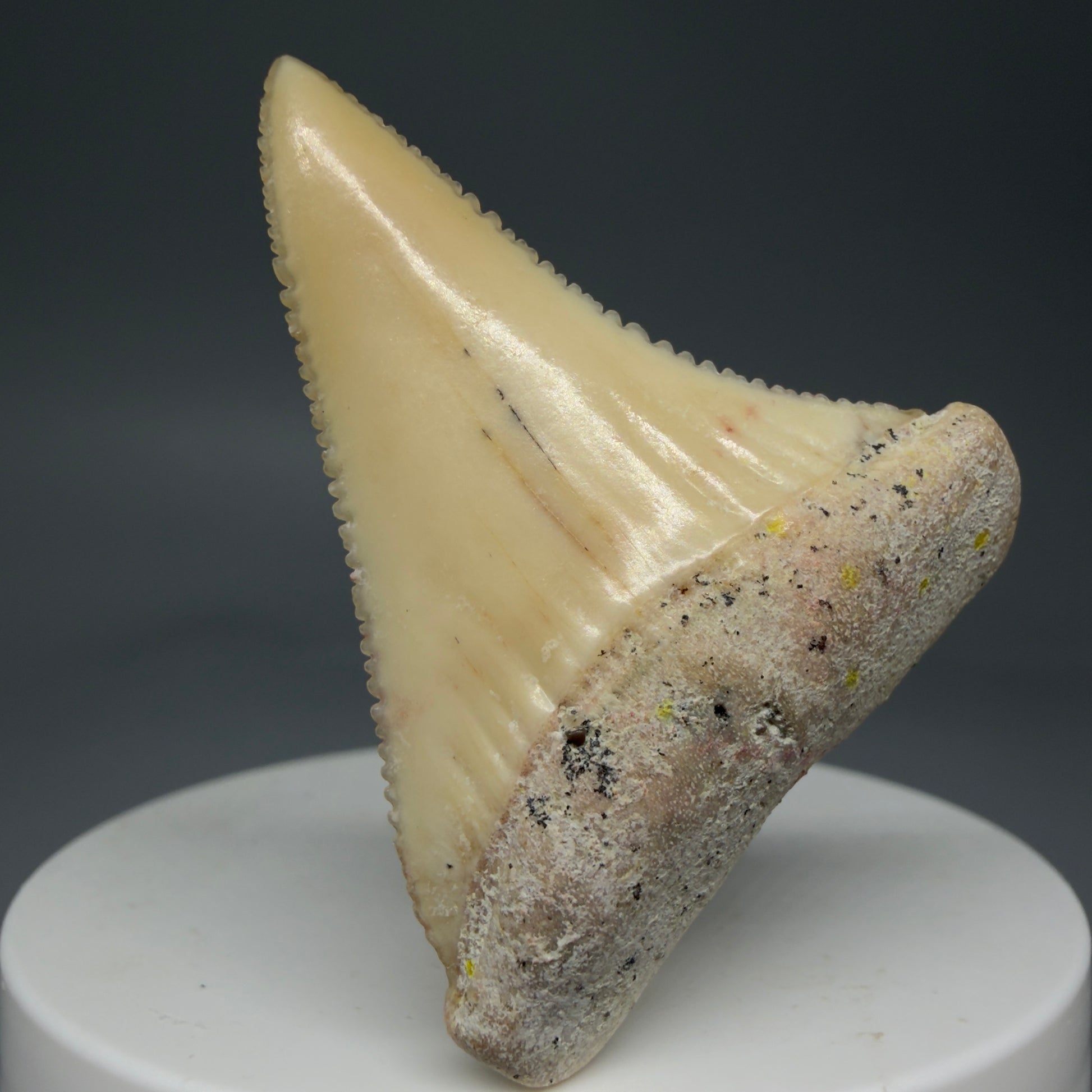 Front View Collector's Quality 1.87" long Fossil Great White Tooth from the deserts of Peru GW1275 - 4