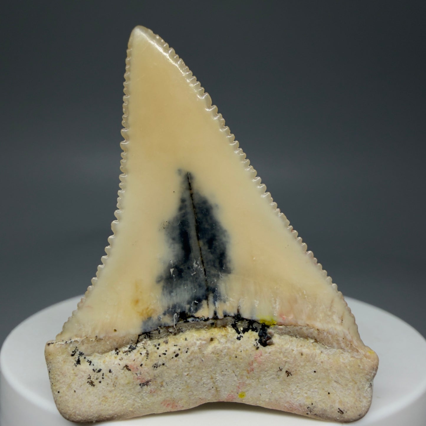 Back View Collector's Quality 1.87" long Fossil Great White Tooth from the deserts of Peru GW1275