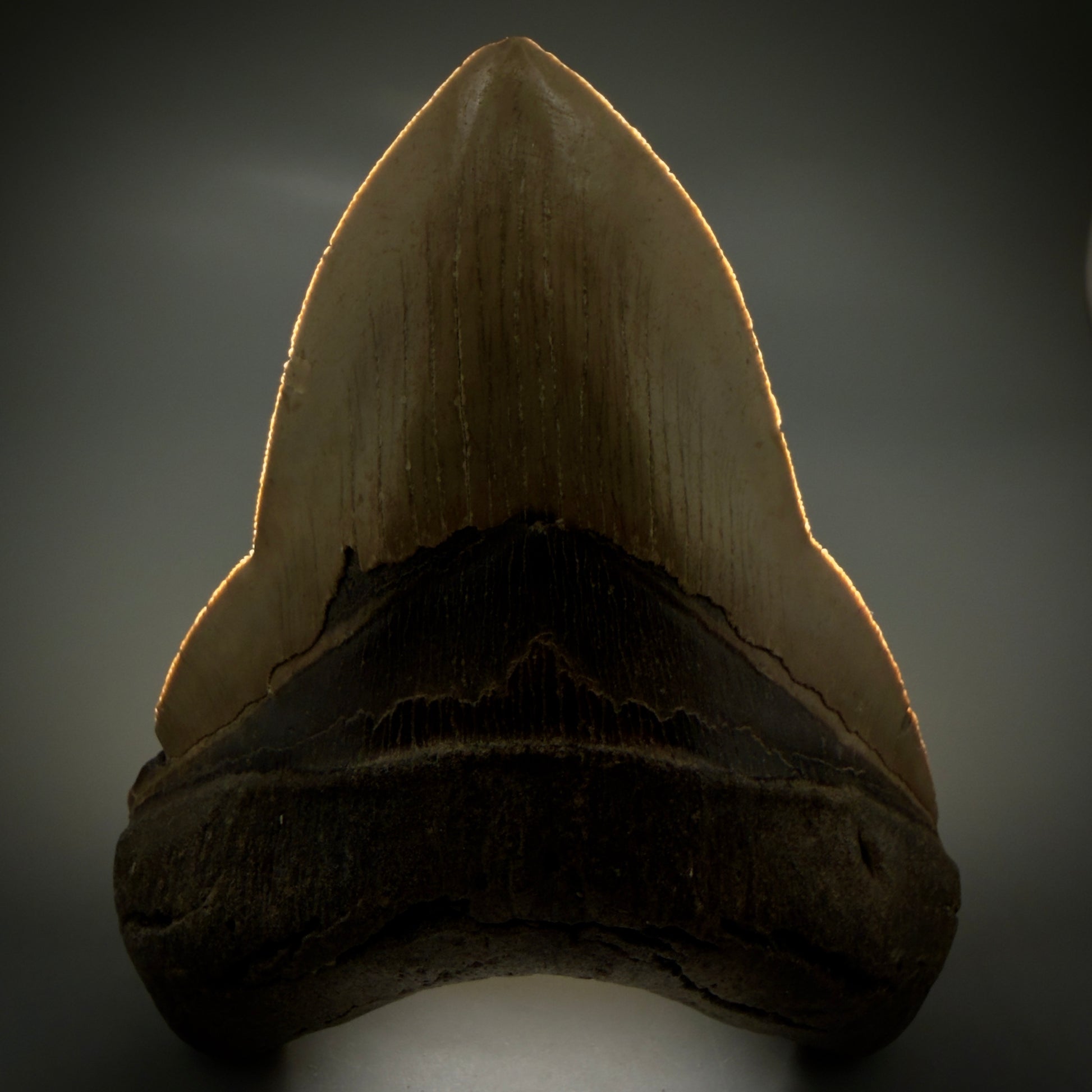 Front View Colorful, heart-shaped 5.00" Authentic Megalodon Tooth – North Carolina Fossil | Carcharocles megalodon CM6161 - 2