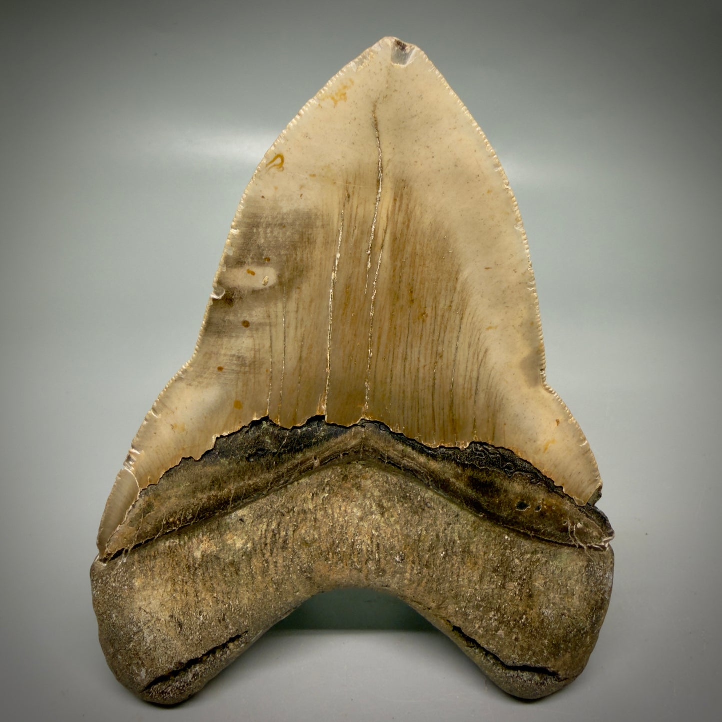 Back View Colorful, heart-shaped 5.00" Authentic Megalodon Tooth – North Carolina Fossil | Carcharocles megalodon CM6161