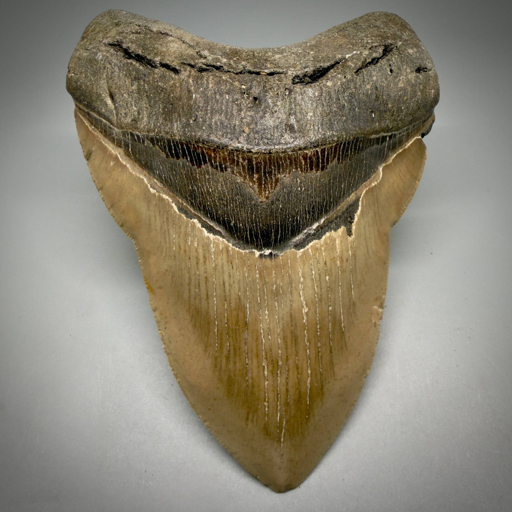 Front View Colorful, heart-shaped 5.00" Authentic Megalodon Tooth – North Carolina Fossil | Carcharocles megalodon CM6161 - 1