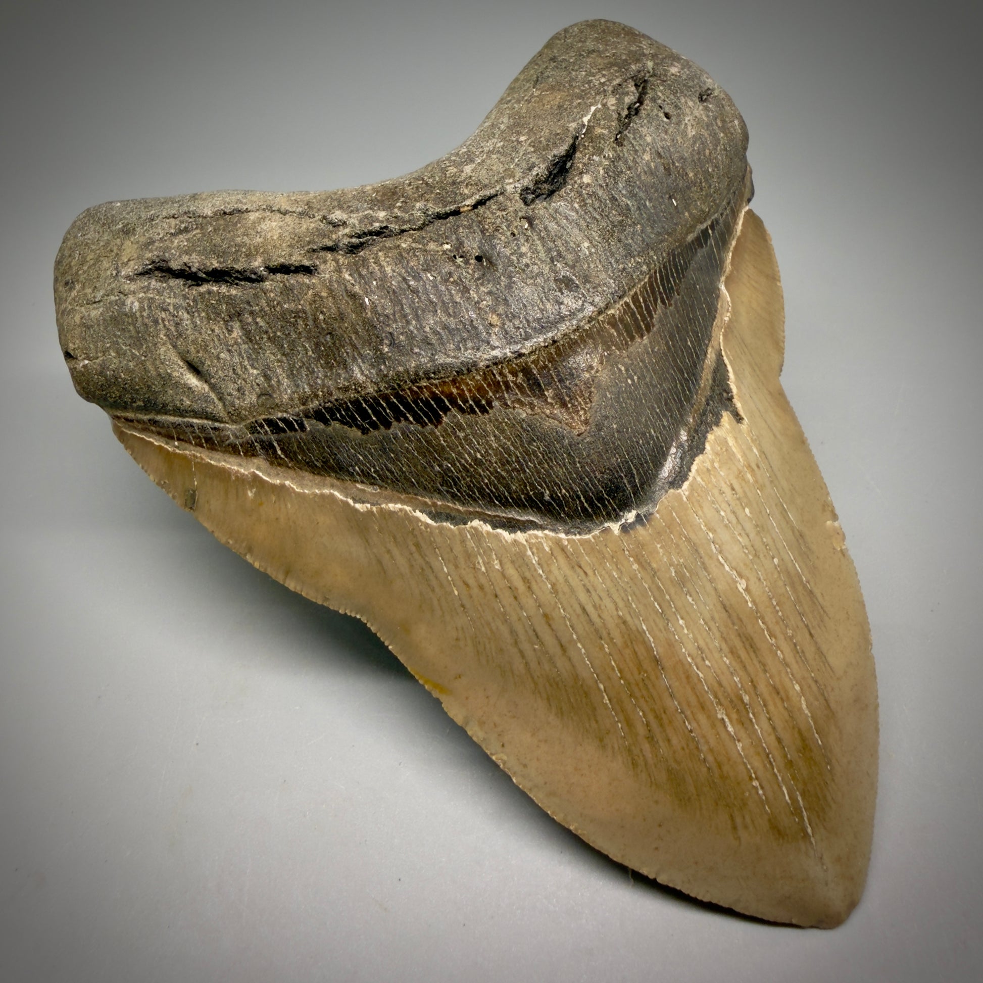 Front Left View Colorful, heart-shaped 5.00" Authentic Megalodon Tooth – North Carolina Fossil | Carcharocles megalodon CM6161
