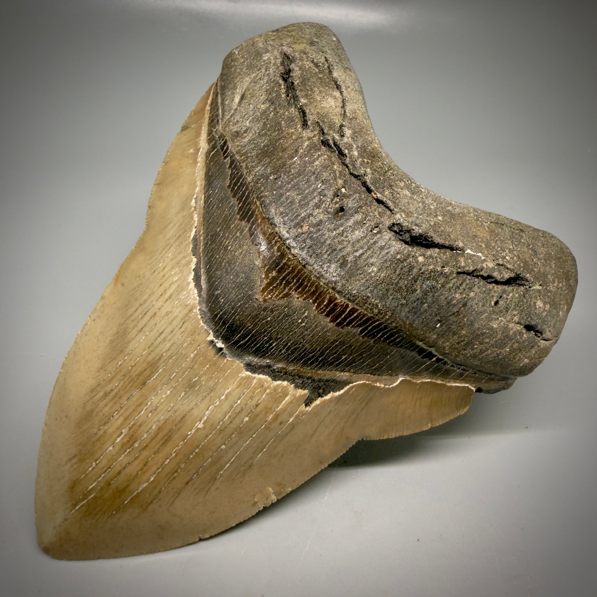 Front Right View Colorful, heart-shaped 5.00" Authentic Megalodon Tooth – North Carolina Fossil | Carcharocles megalodon CM6161