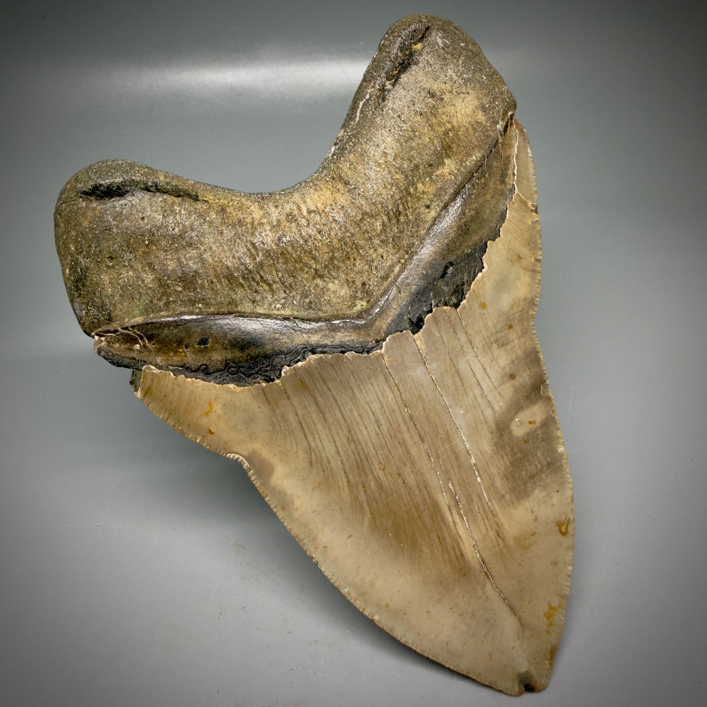 Back Left View Colorful, heart-shaped 5.00" Authentic Megalodon Tooth – North Carolina Fossil | Carcharocles megalodon CM6161