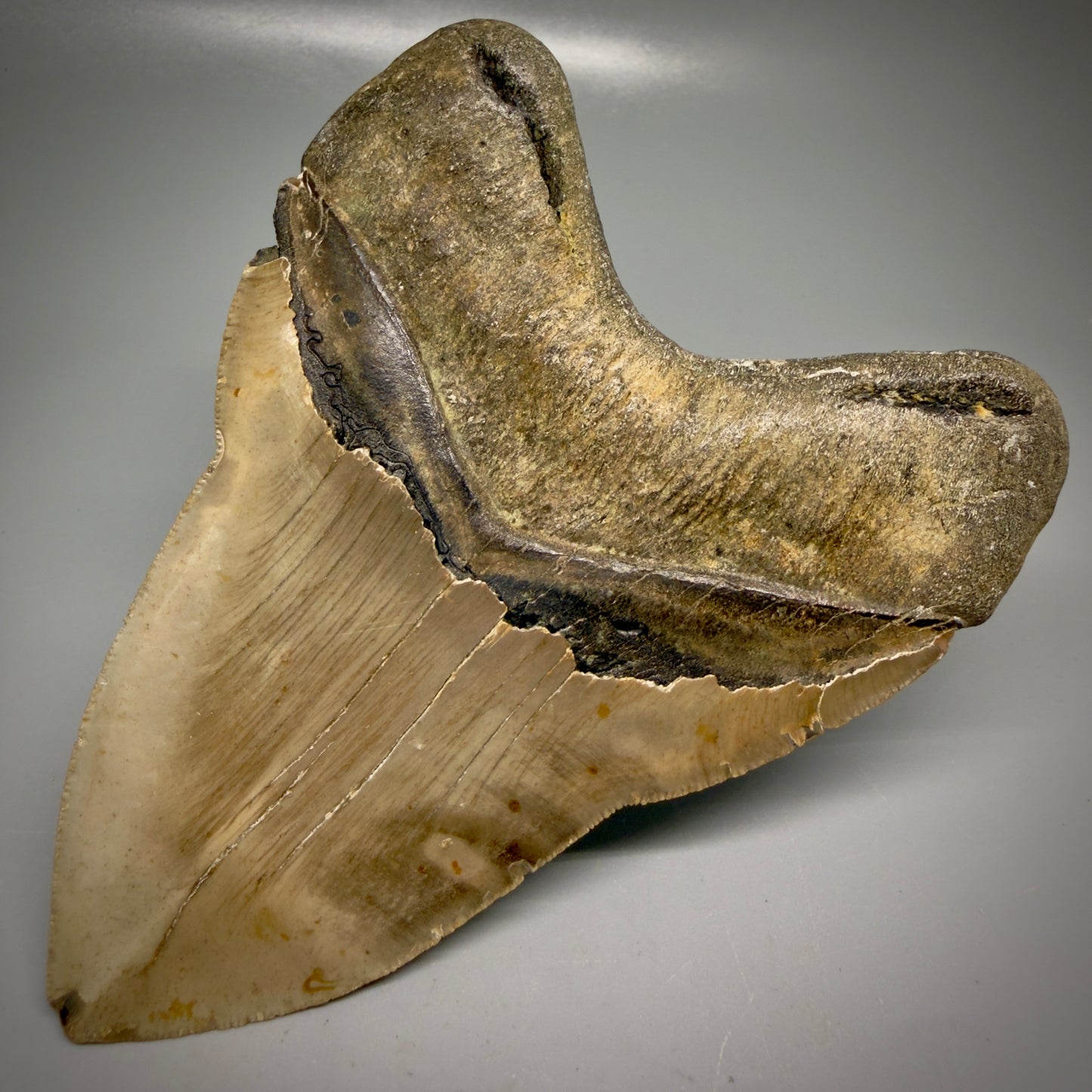Back Right View Colorful, heart-shaped 5.00" Authentic Megalodon Tooth – North Carolina Fossil | Carcharocles megalodon CM6161