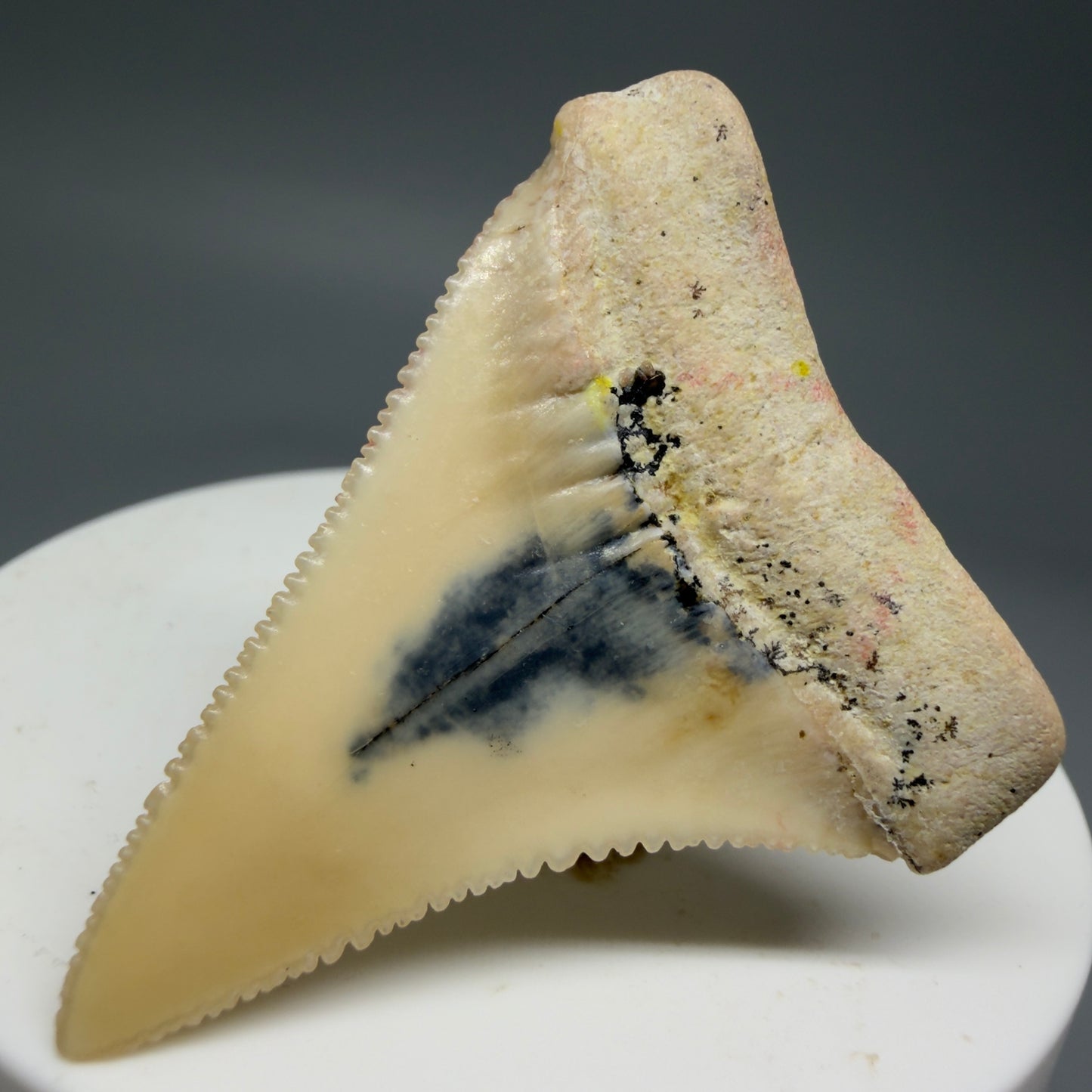 Back Right View Collector's Quality 1.87" long Fossil Great White Tooth from the deserts of Peru GW1275