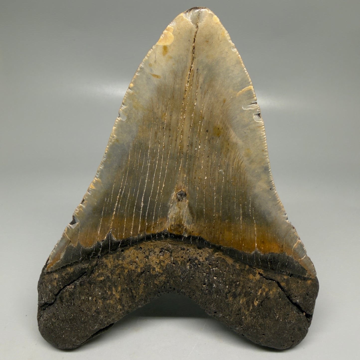 Back View Colorful 5.16" Authentic Megalodon Tooth – North Carolina Fossil | Carcharocles megalodon CM6163