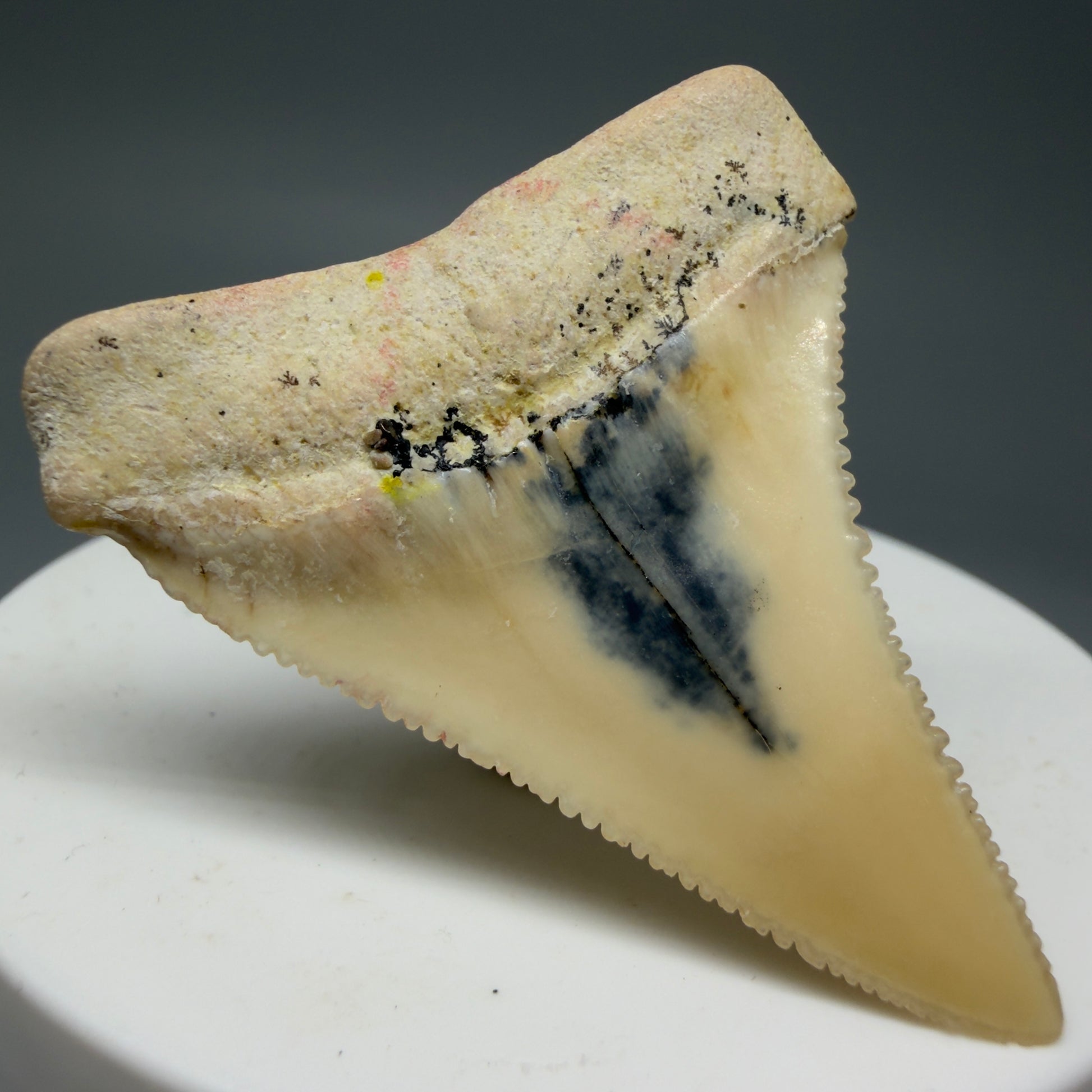 Back Left View Collector's Quality 1.87" long Fossil Great White Tooth from the deserts of Peru GW1275