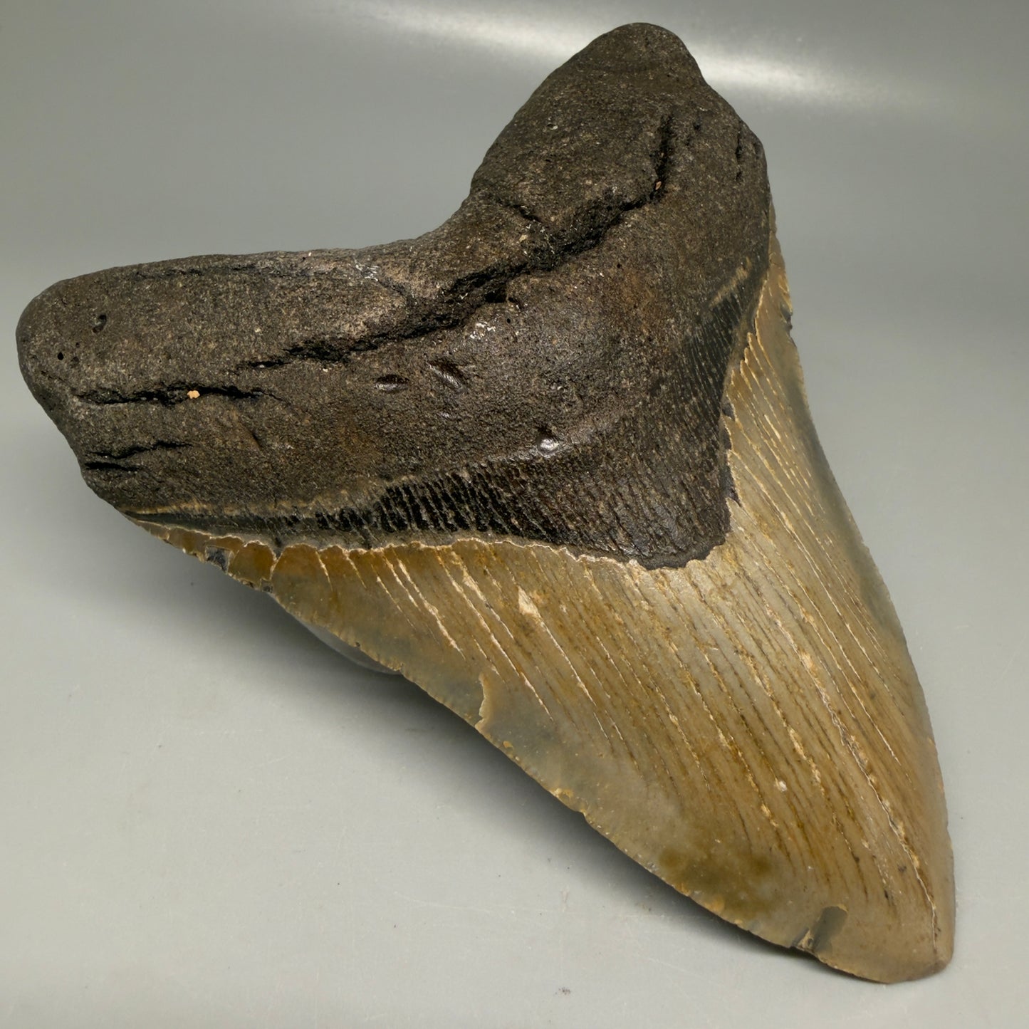 Front Left View Colorful 5.16" Authentic Megalodon Tooth – North Carolina Fossil | Carcharocles megalodon CM6163