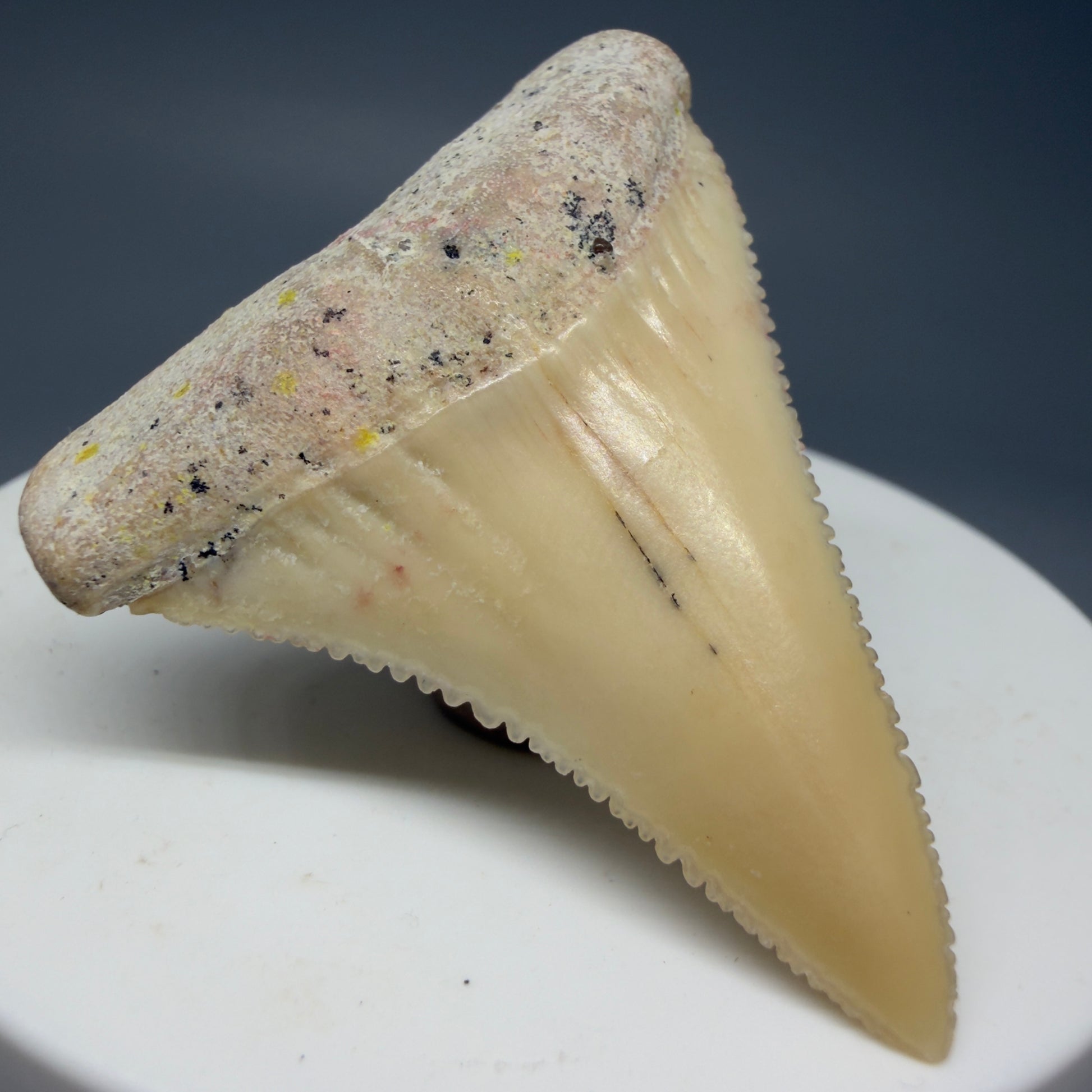 Front Left View Collector's Quality 1.87" long Fossil Great White Tooth from the deserts of Peru GW1275