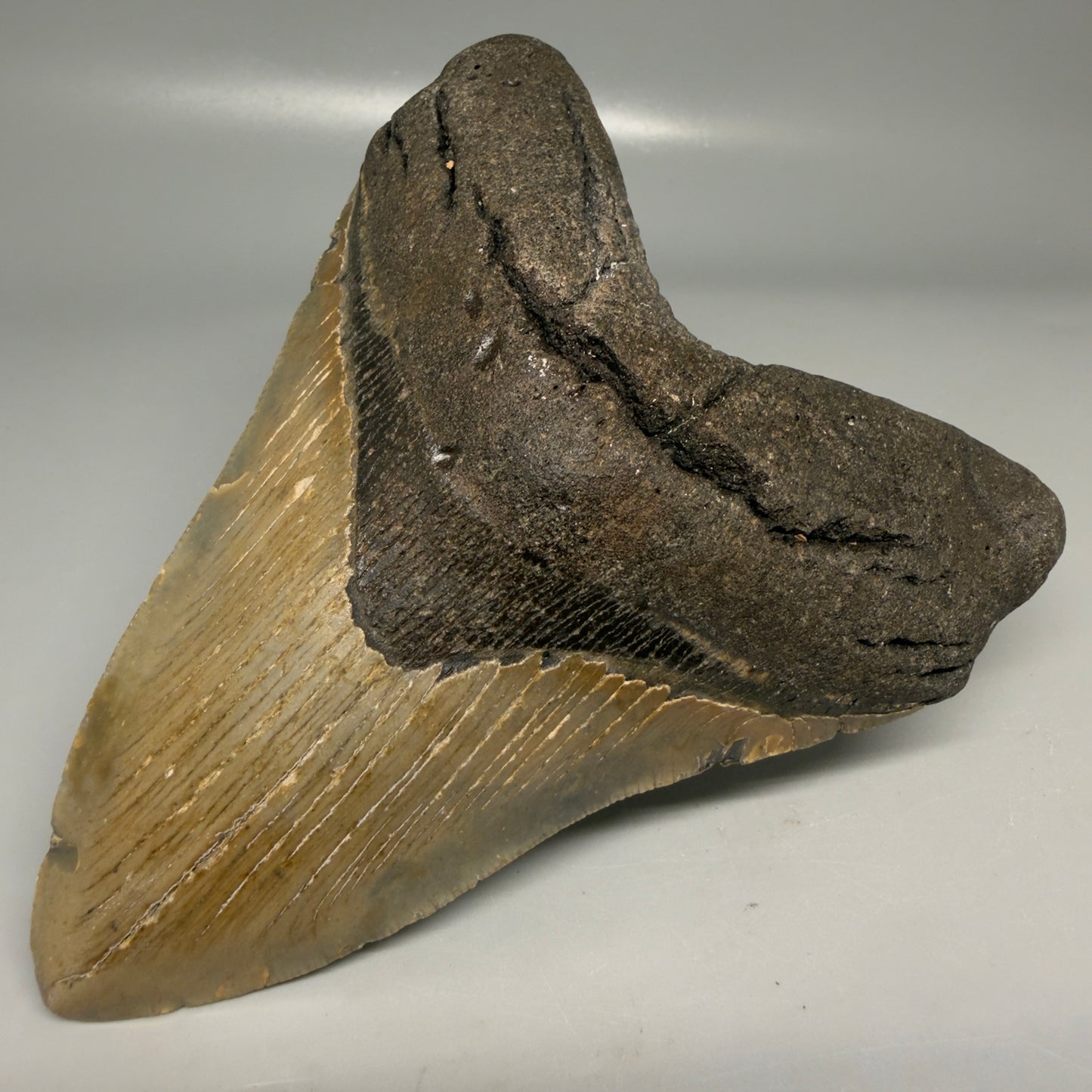 Front Right View Colorful 5.16" Authentic Megalodon Tooth – North Carolina Fossil | Carcharocles megalodon CM6163