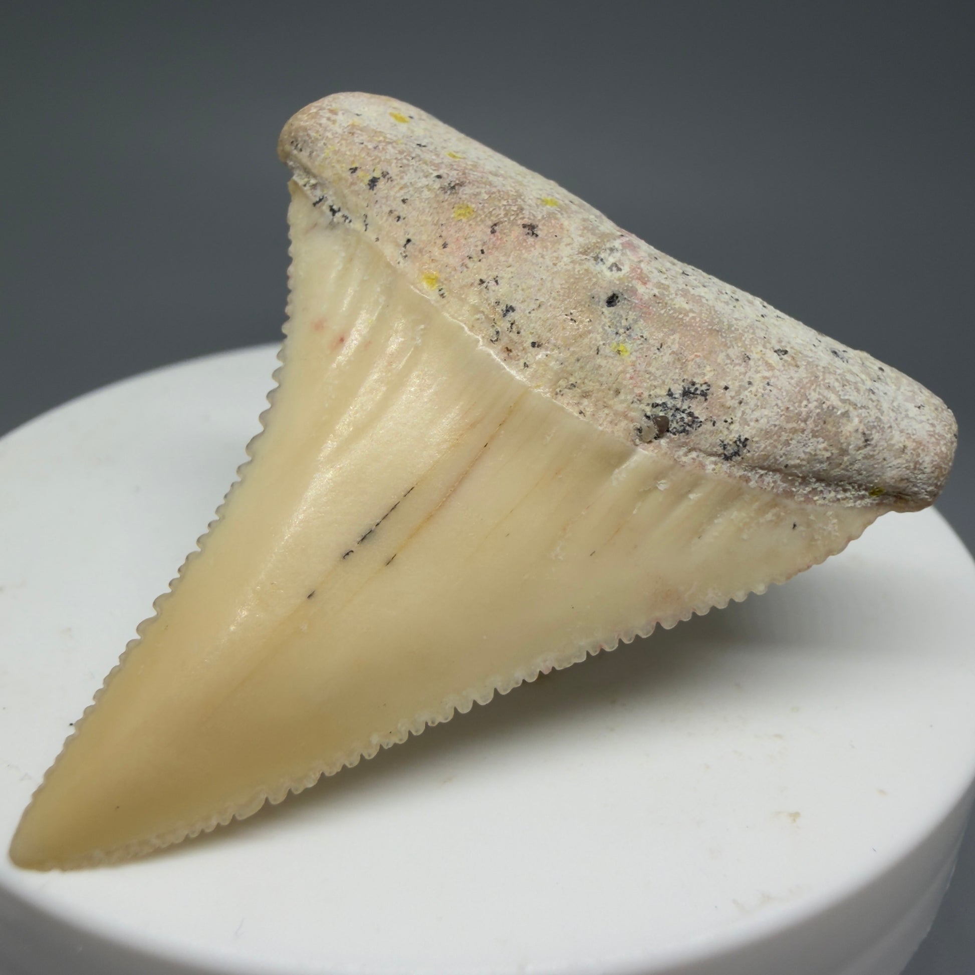 Front Right View Collector's Quality 1.87" long Fossil Great White Tooth from the deserts of Peru GW1275