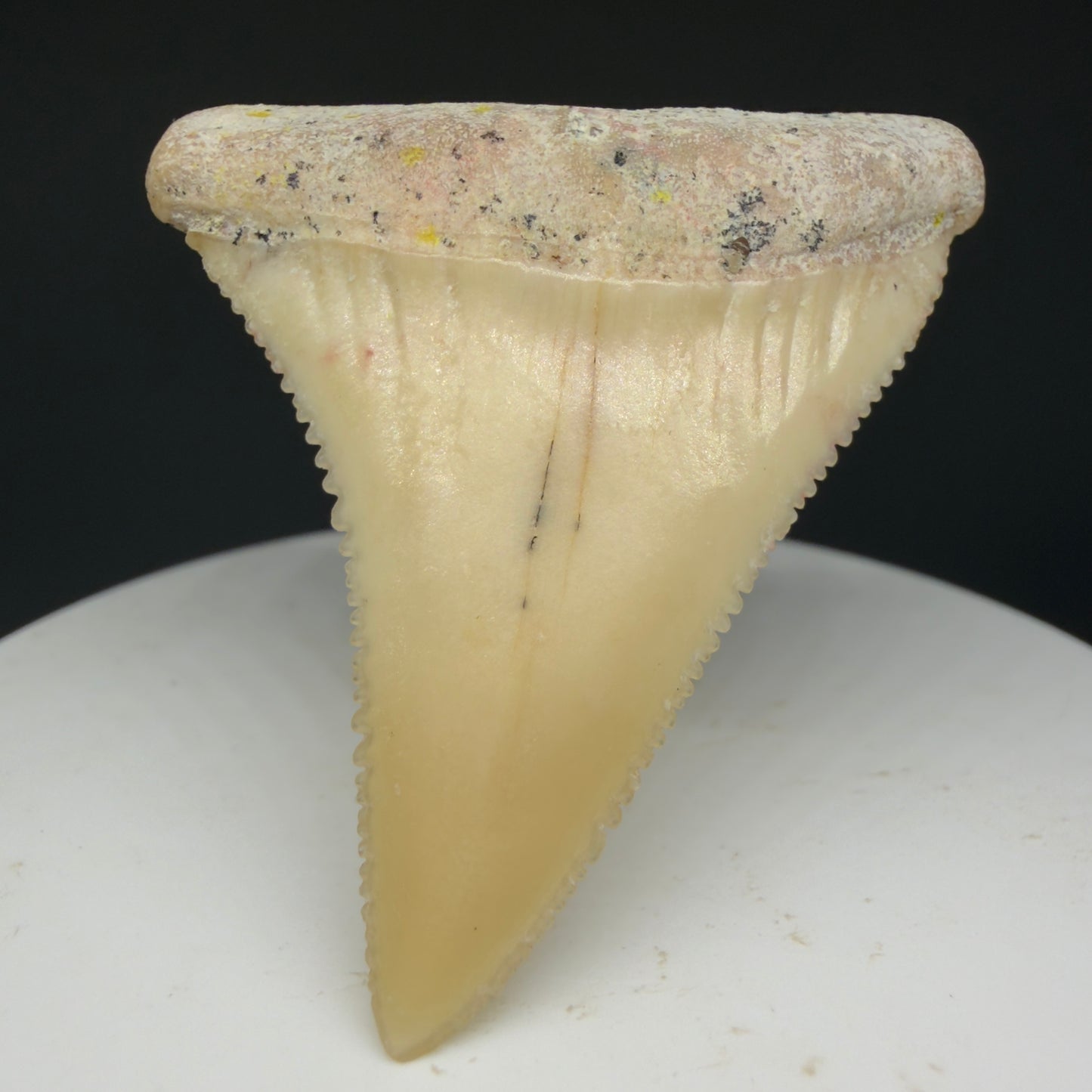 Front View Collector's Quality 1.87" long Fossil Great White Tooth from the deserts of Peru GW1275 - 2