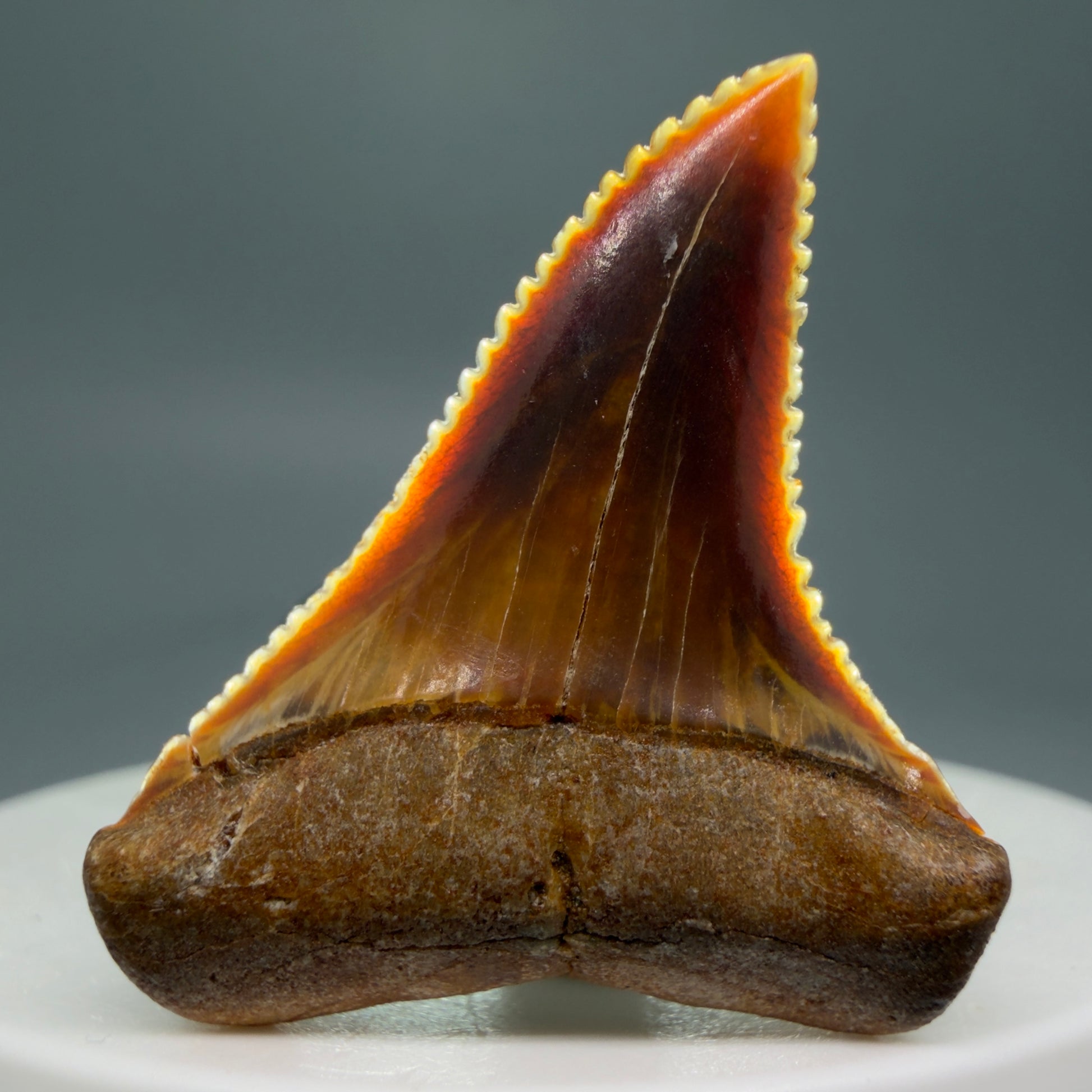 Front View Outstanding, colorful 1.43" Fossil Great White Tooth from Sacaco, Peru GW1274 - 2