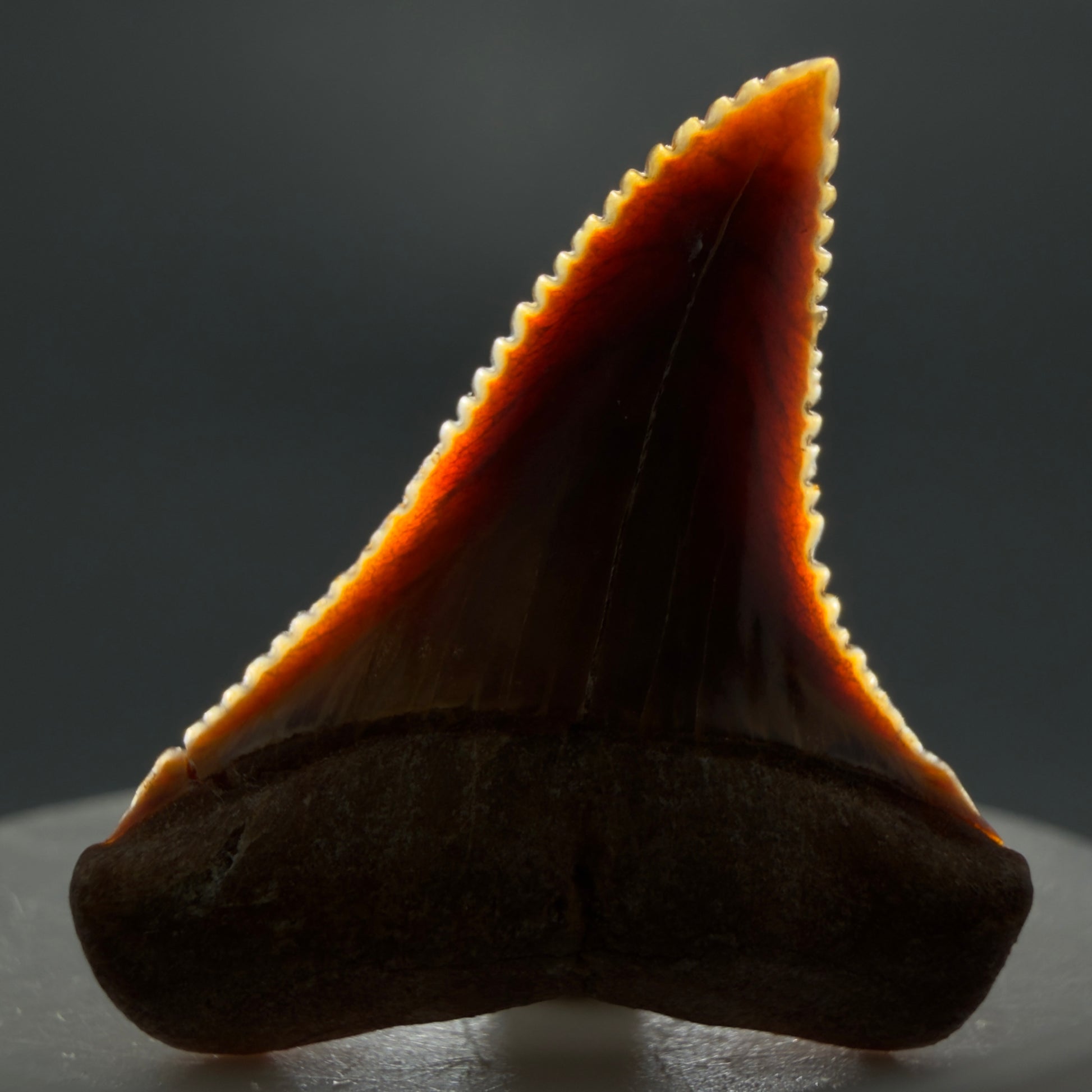 Front View Outstanding, colorful 1.43" Fossil Great White Tooth from Sacaco, Peru GW1274 - 3