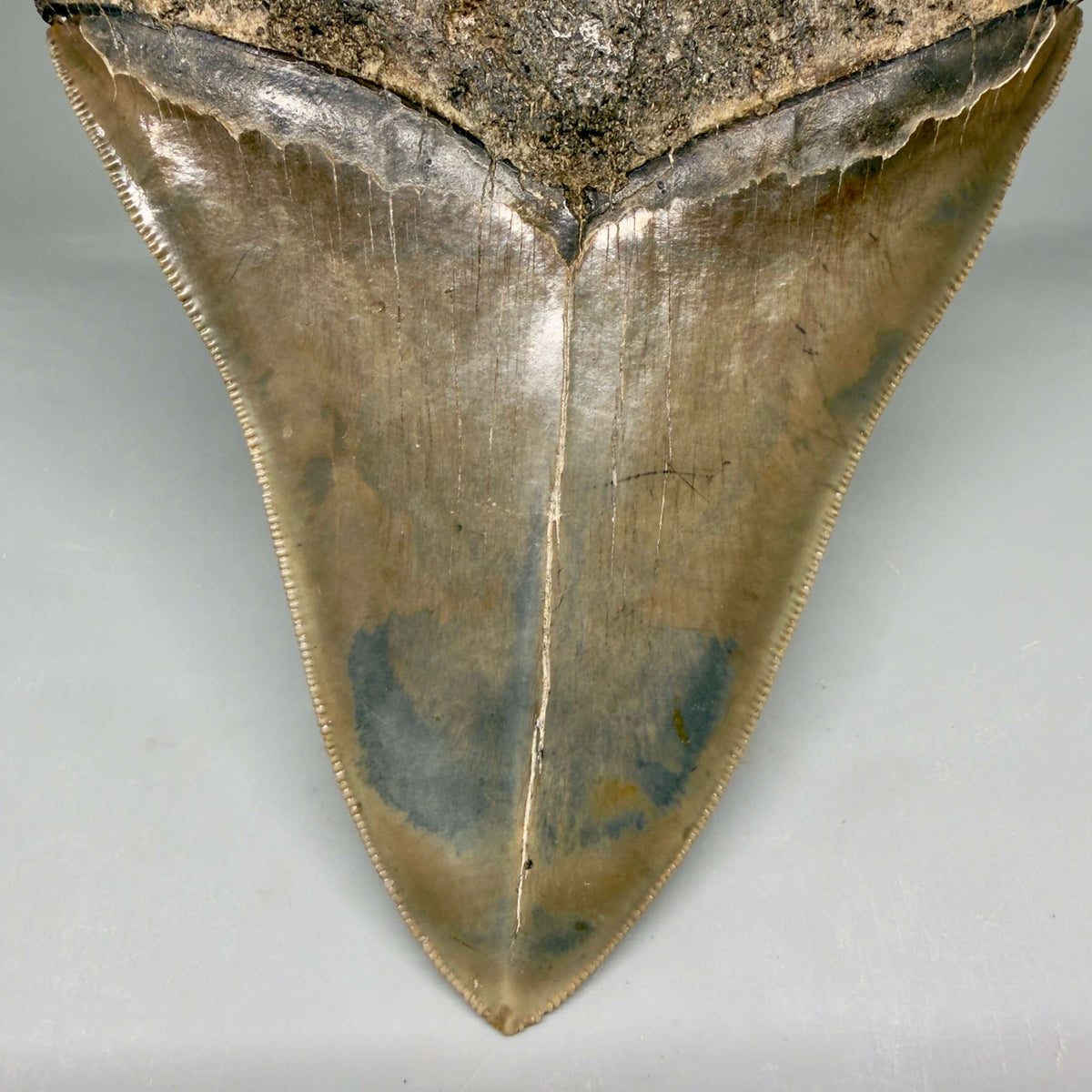 Collector's Quality, heart-shaped 5.67" Fossil Megalodon Tooth - South Carolina