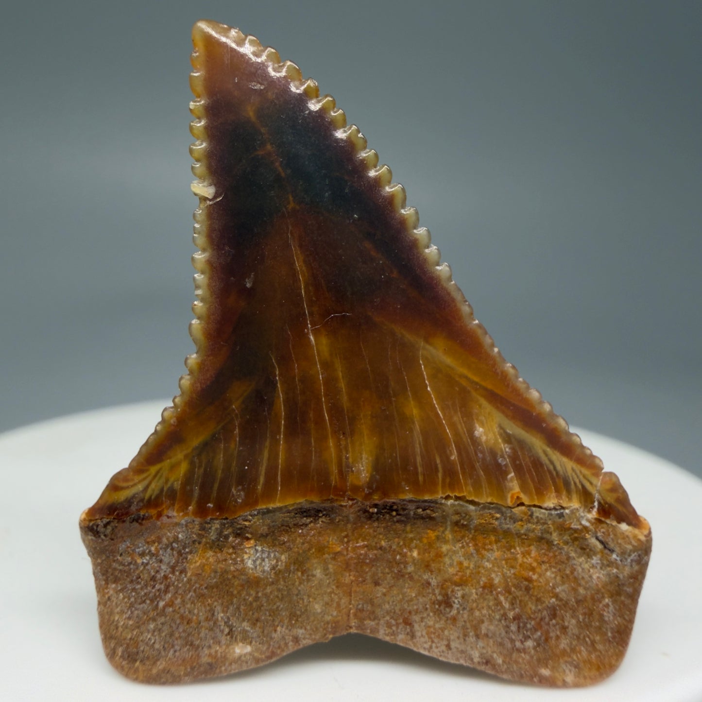  Back View Outstanding, colorful 1.43" Fossil Great White Tooth from Sacaco, Peru GW1274