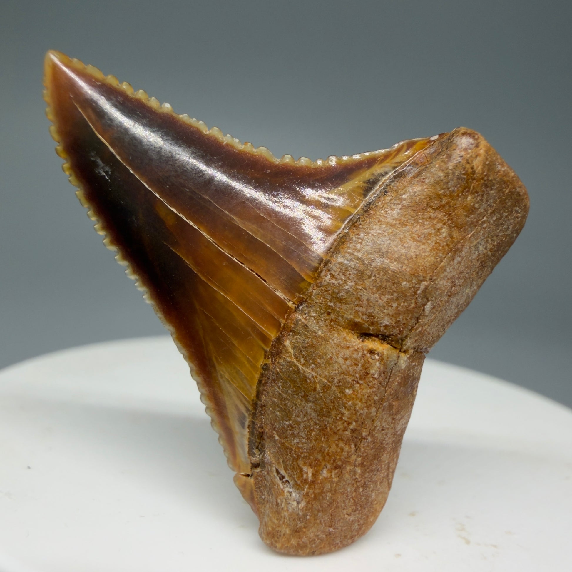 Front View Outstanding, colorful 1.43" Fossil Great White Tooth from Sacaco, Peru GW1274 - 1
