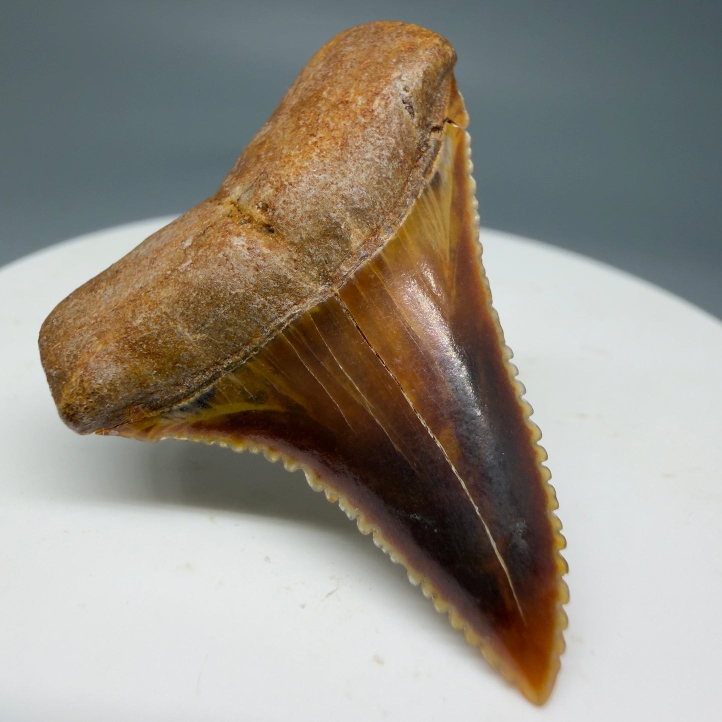 Front Left View Outstanding, colorful 1.43" Fossil Great White Tooth from Sacaco, Peru GW1274