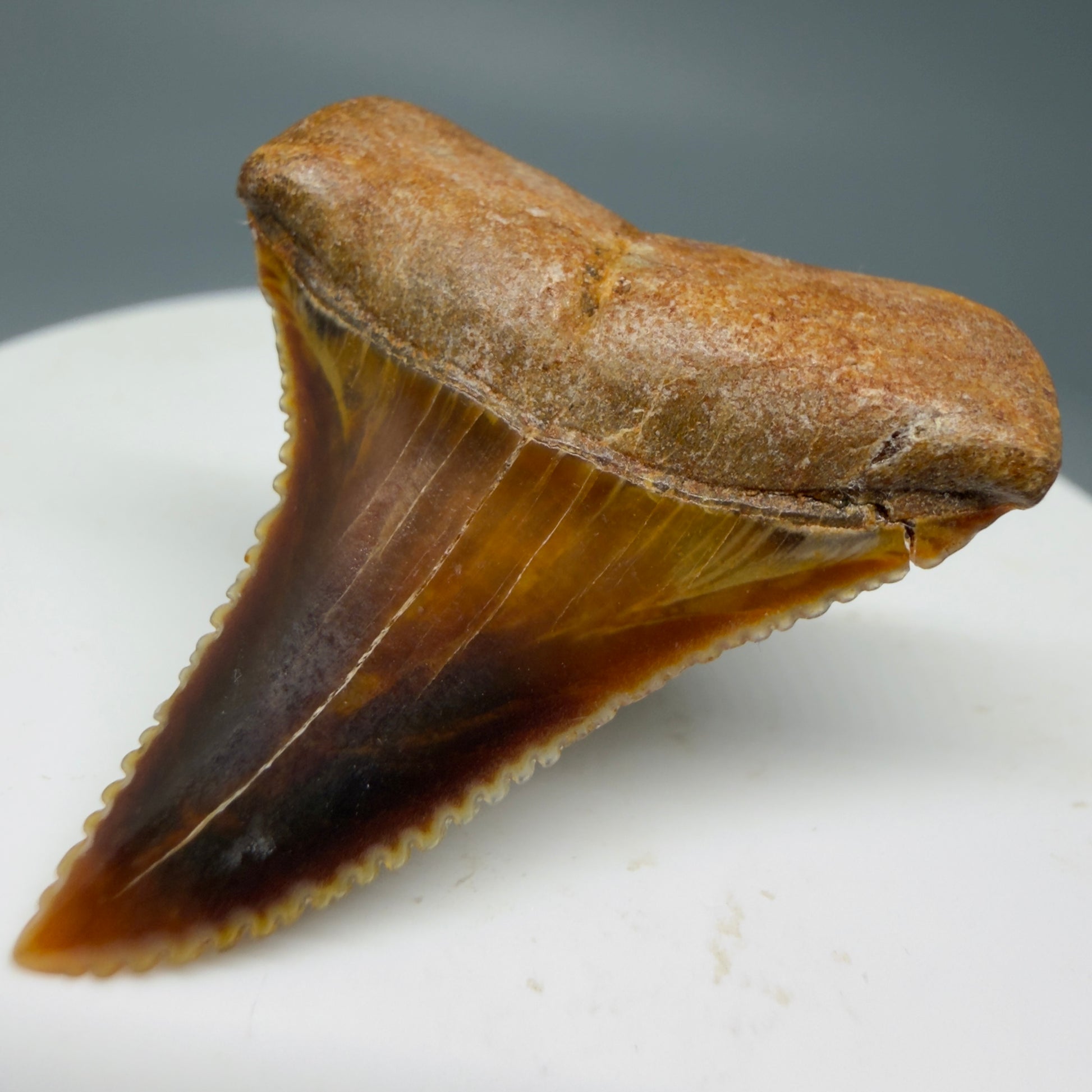 Front Right View Outstanding, colorful 1.43" Fossil Great White Tooth from Sacaco, Peru GW1274
