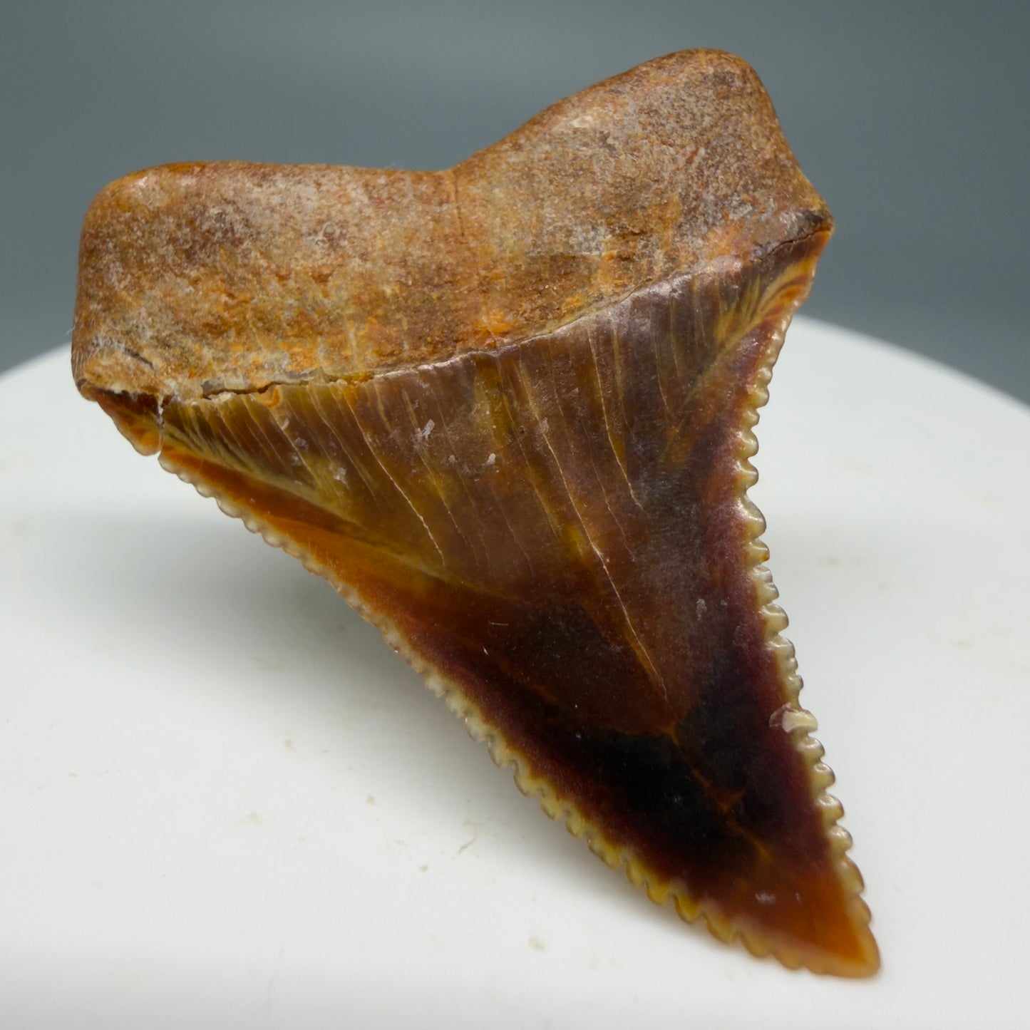 Back Left View Outstanding, colorful 1.43" Fossil Great White Tooth from Sacaco, Peru GW1274