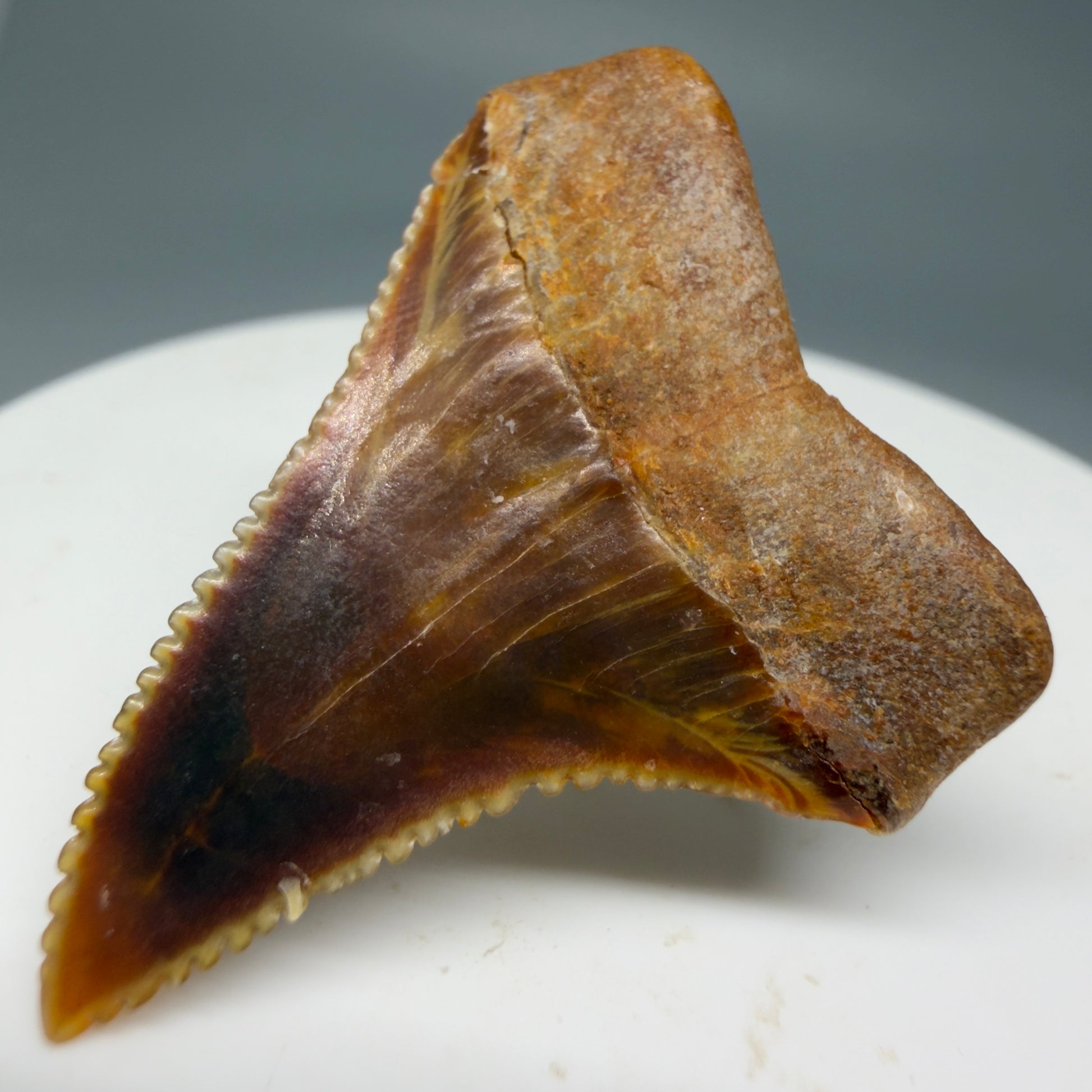 Back Right View Outstanding, colorful 1.43" Fossil Great White Tooth from Sacaco, Peru GW1274