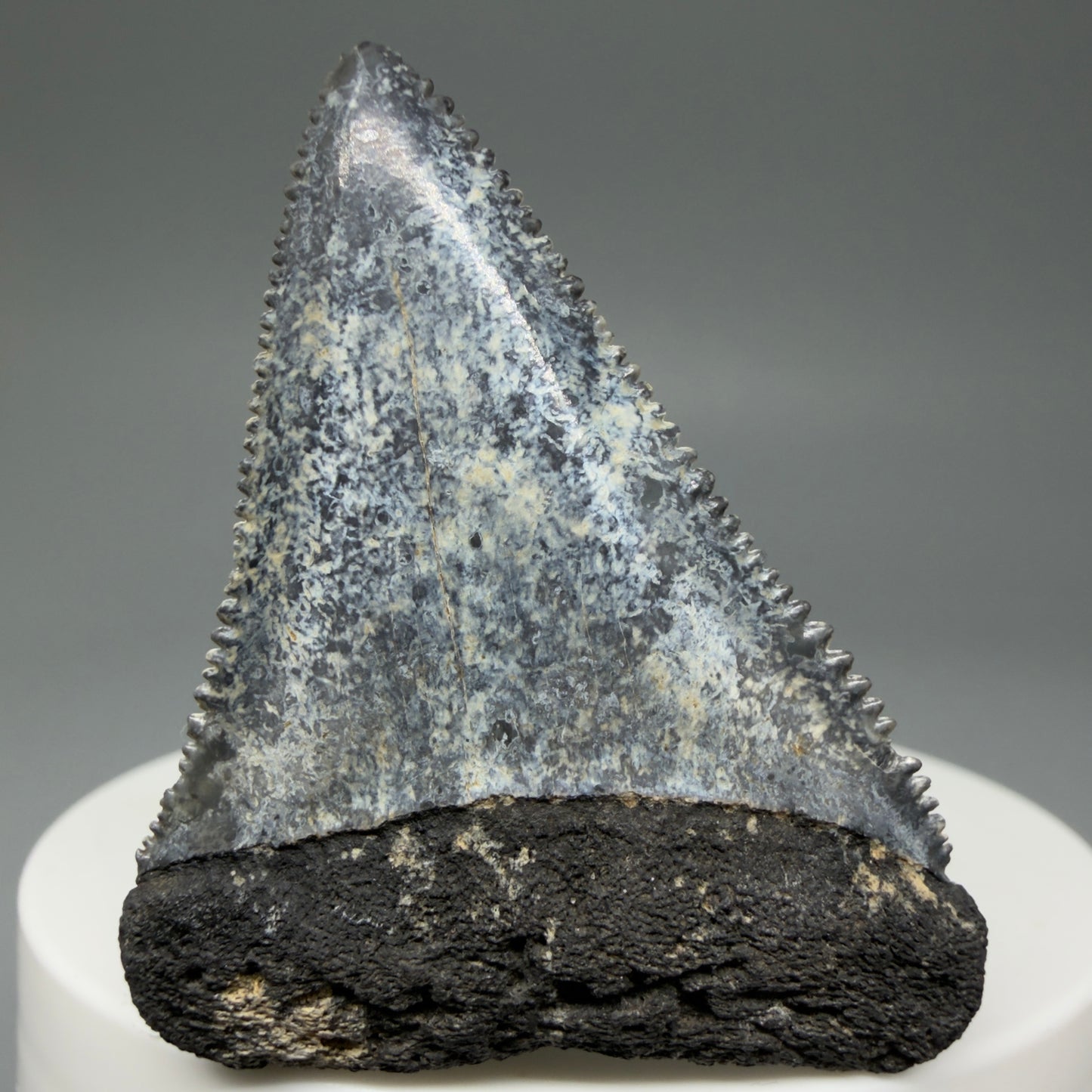 Front View Colorful, sharply serrated 1.88" Fossil Great White Tooth from Sarasota, Florida GW1268