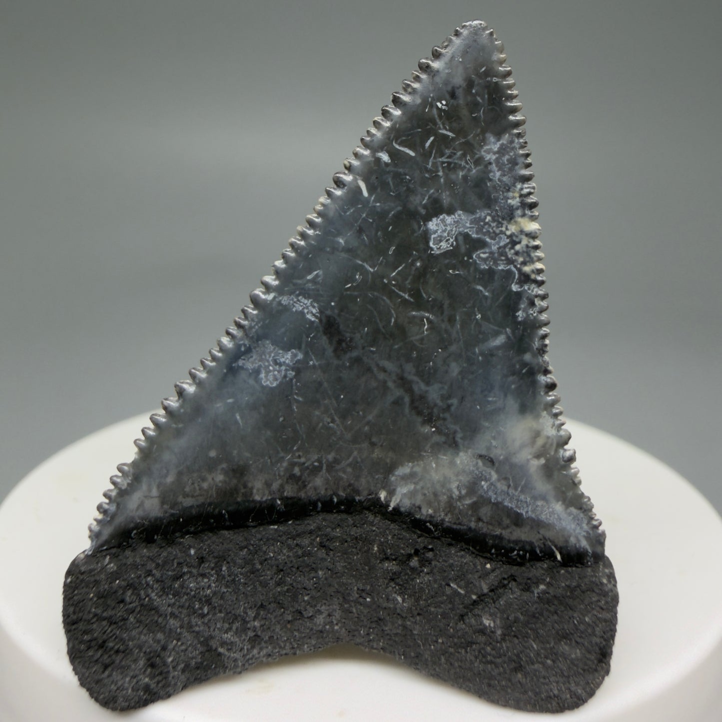 Back View Colorful, sharply serrated 1.88" Fossil Great White Tooth from Sarasota, Florida GW1268