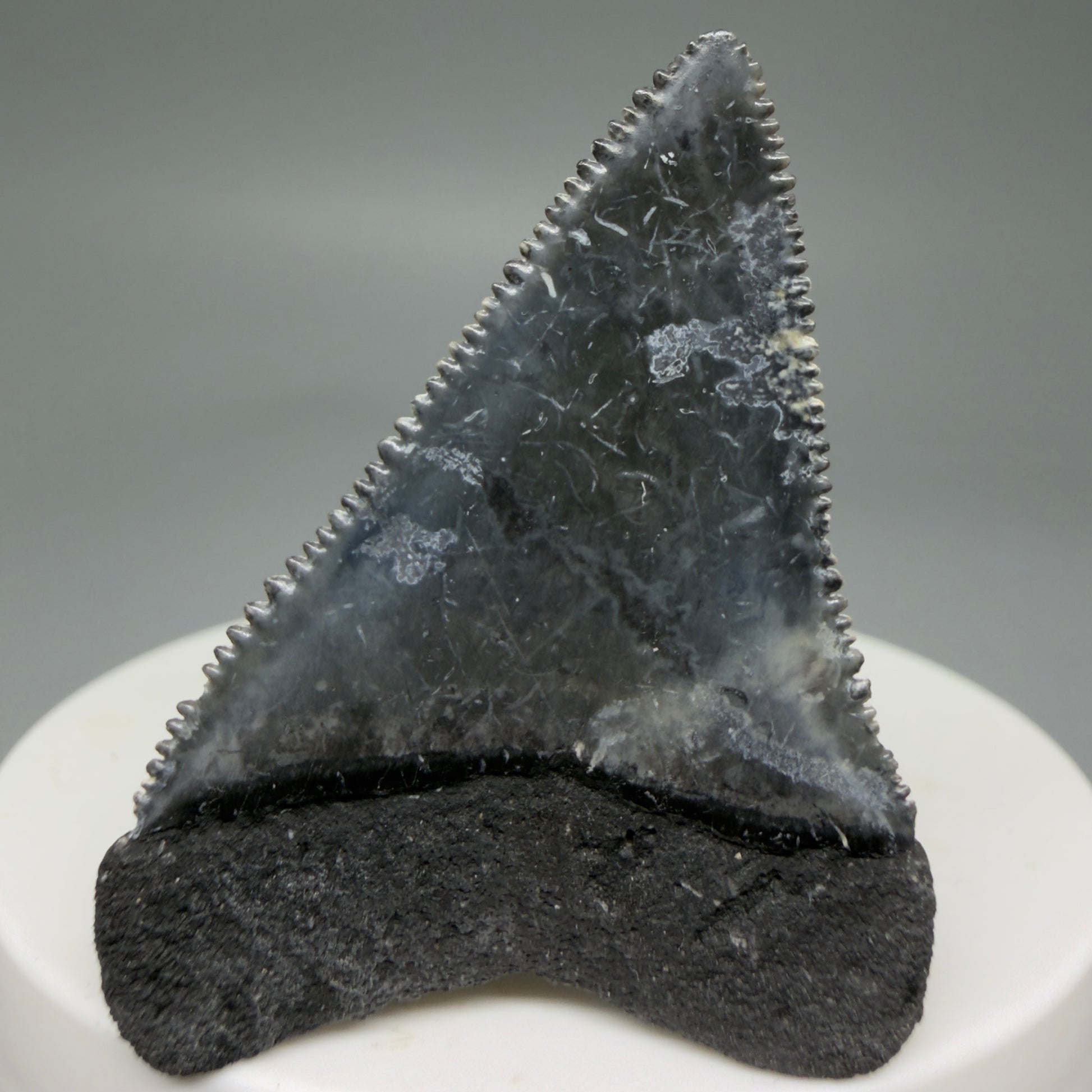 Back View Colorful, sharply serrated 1.88" Fossil Great White Tooth from Sarasota, Florida GW1268