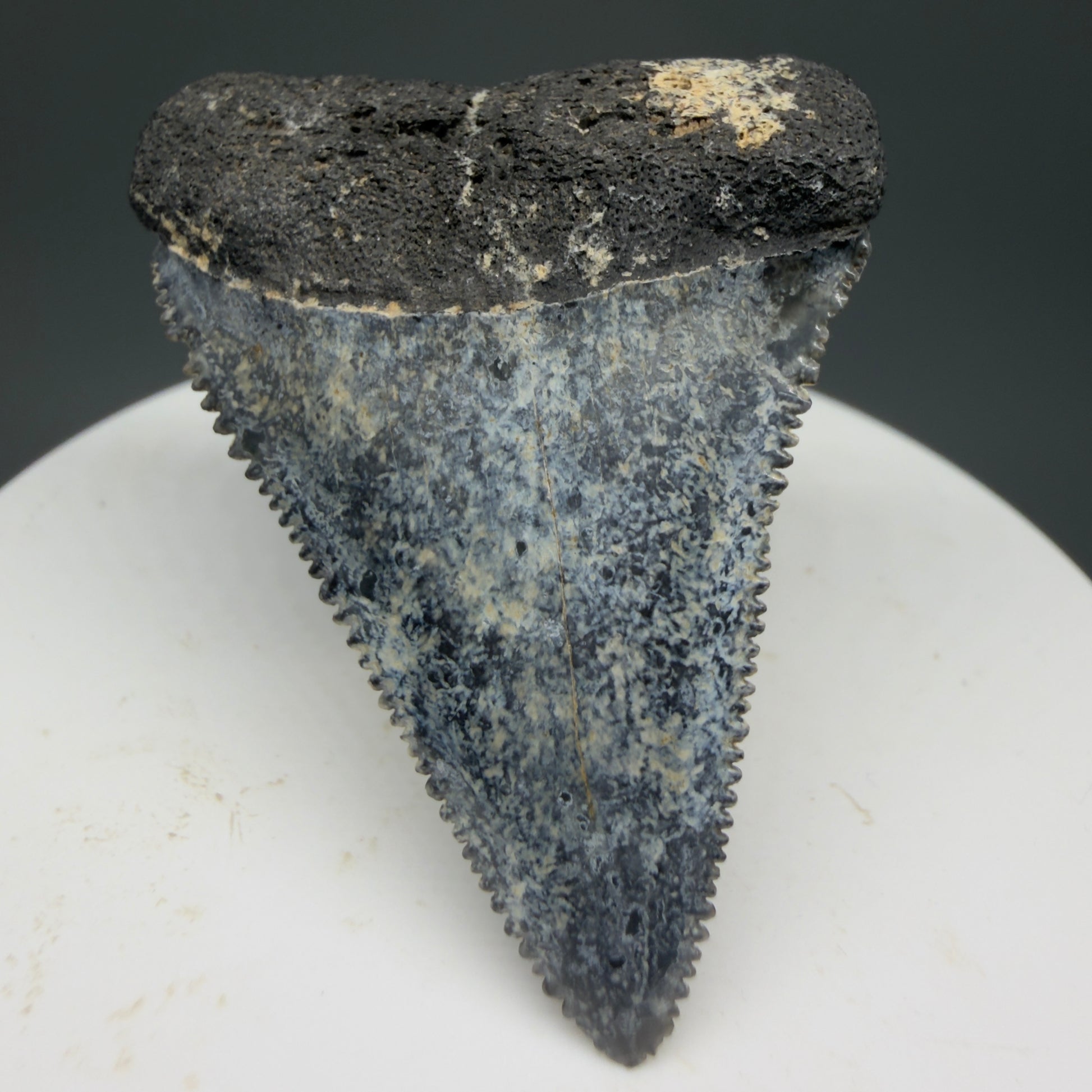 Front View Colorful, sharply serrated 1.88" Fossil Great White Tooth from Sarasota, Florida GW1268 - 1