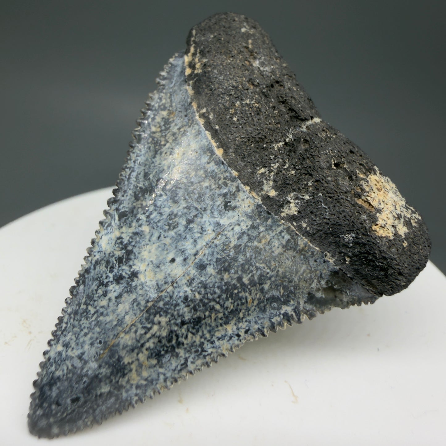 Front Right View Colorful, sharply serrated 1.88" Fossil Great White Tooth from Sarasota, Florida GW1268