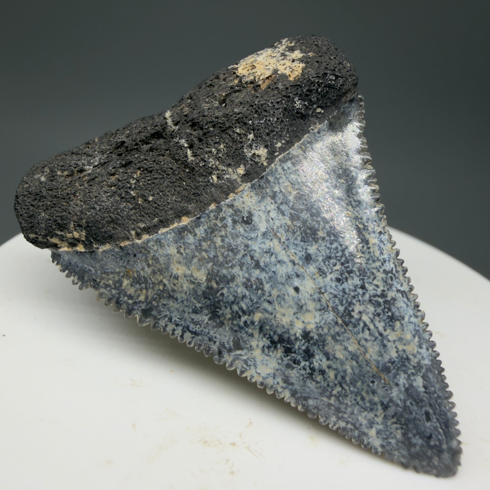 Front Left View Colorful, sharply serrated 1.88" Fossil Great White Tooth from Sarasota, Florida GW1268