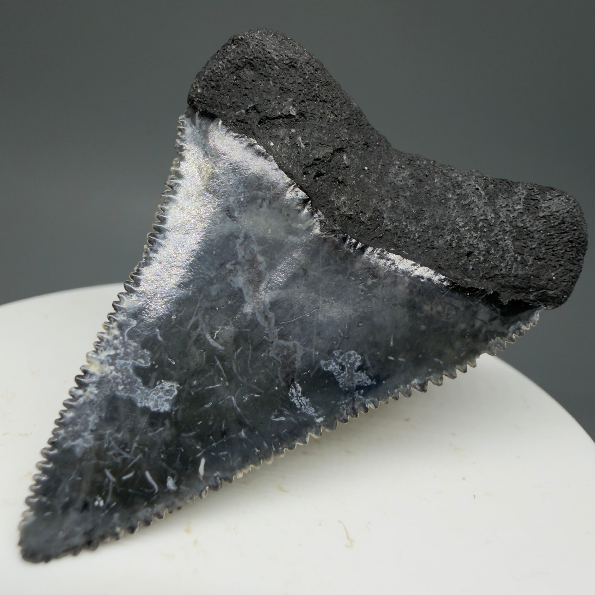 Back Right View Colorful, sharply serrated 1.88" Fossil Great White Tooth from Sarasota, Florida GW1268