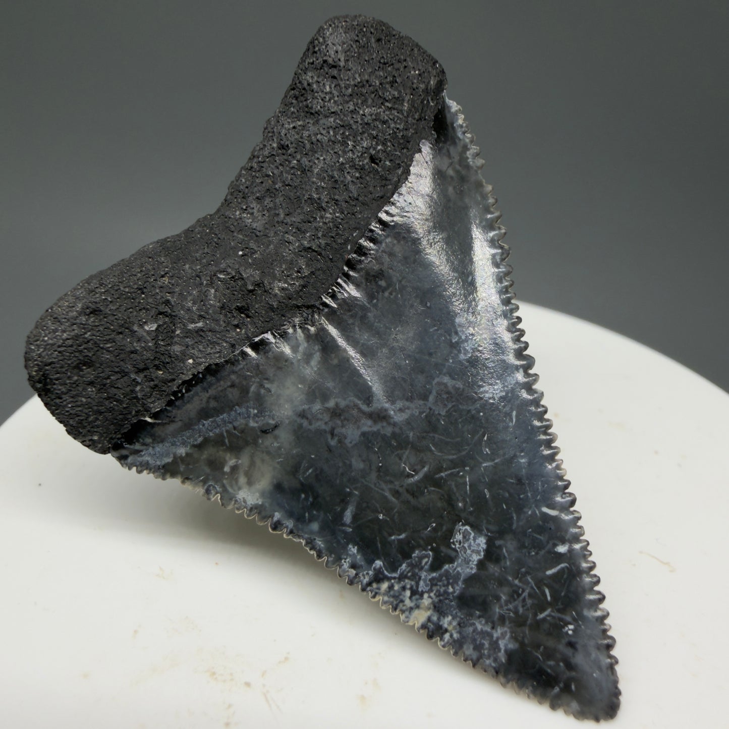 Back Left View Colorful, sharply serrated 1.88" Fossil Great White Tooth from Sarasota, Florida GW1268