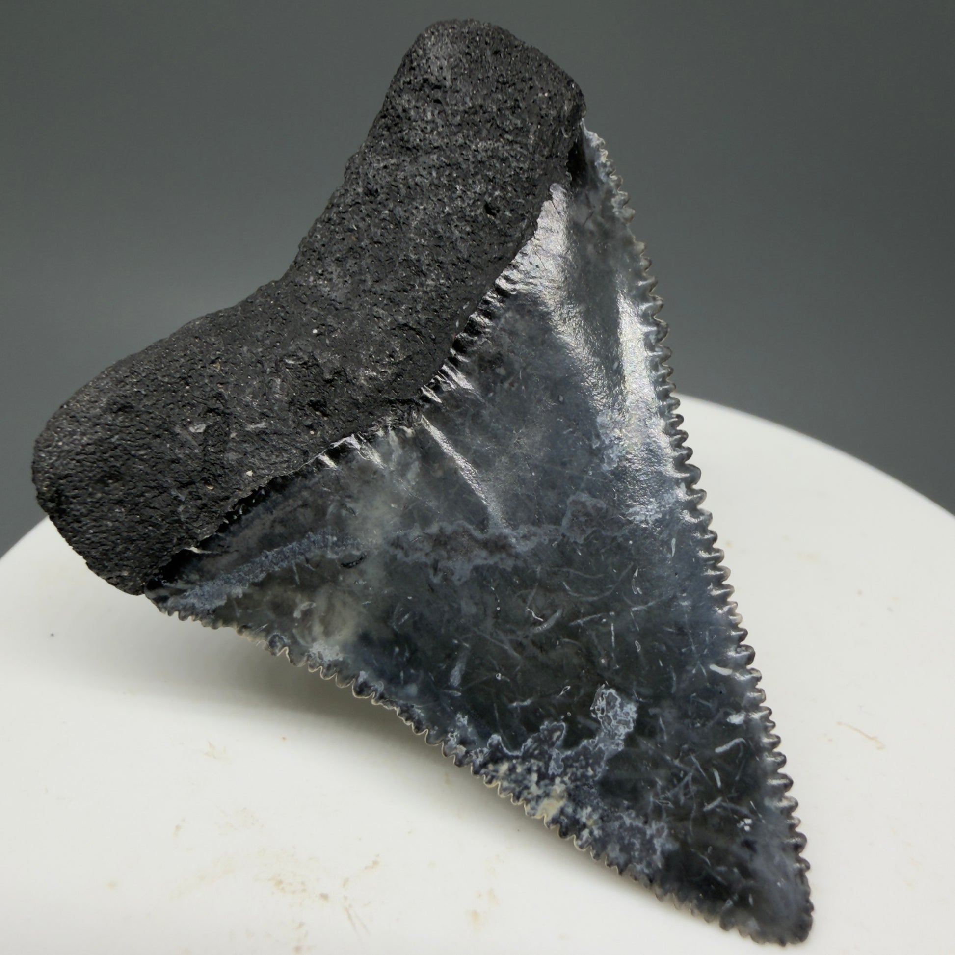 Back Left View Colorful, sharply serrated 1.88" Fossil Great White Tooth from Sarasota, Florida GW1268