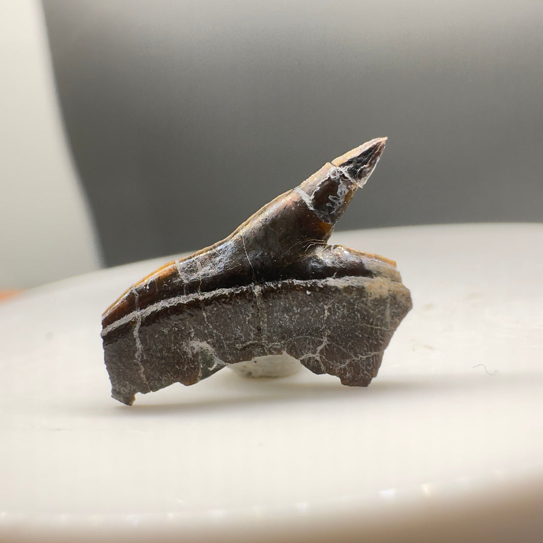 Rare Fossil Shark Teeth Collection - Authentic Specimens – Megalodon Teeth