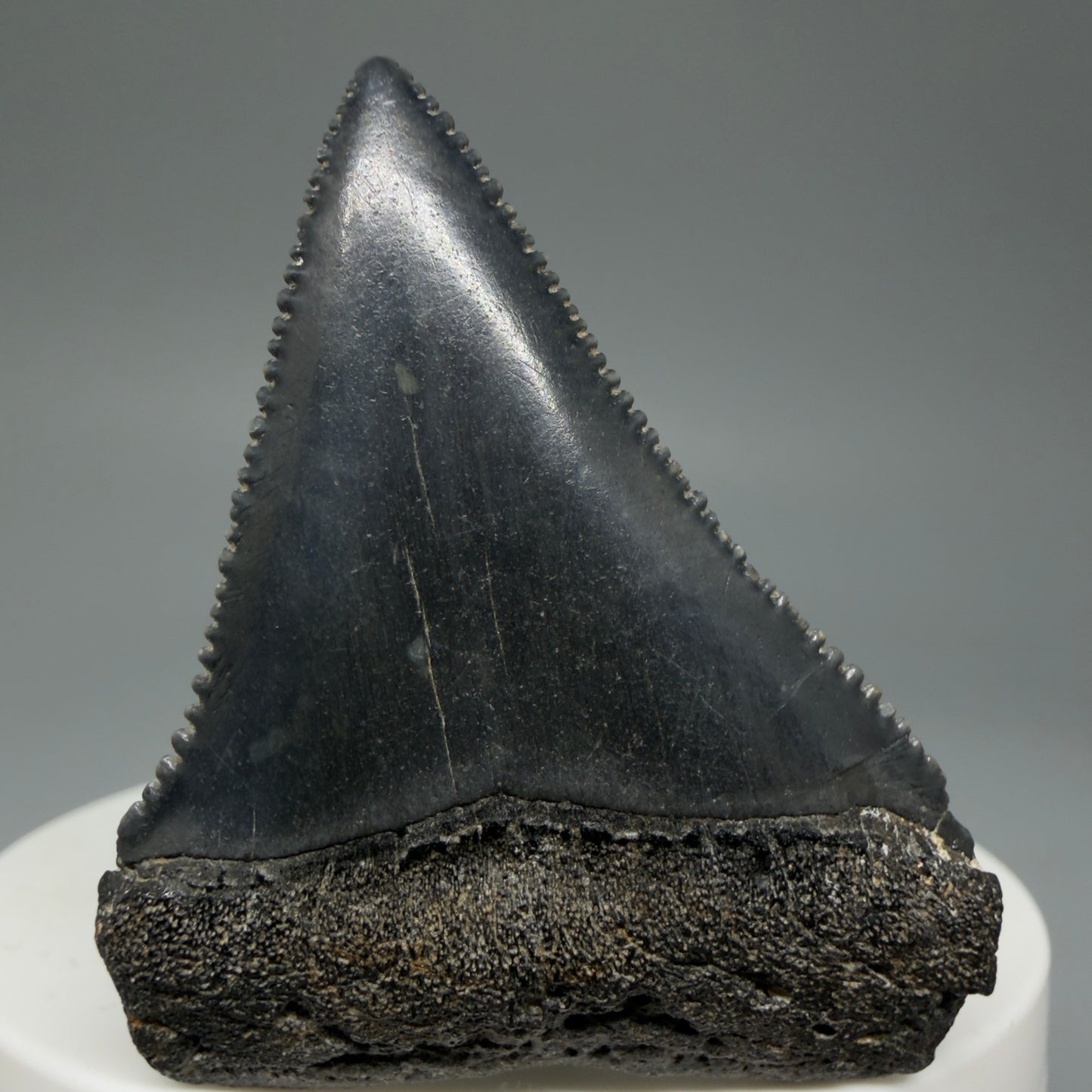 Front View Dark Colors, sharply serrated 1.95" Fossil Great White Tooth for Sale GW1277 - 1