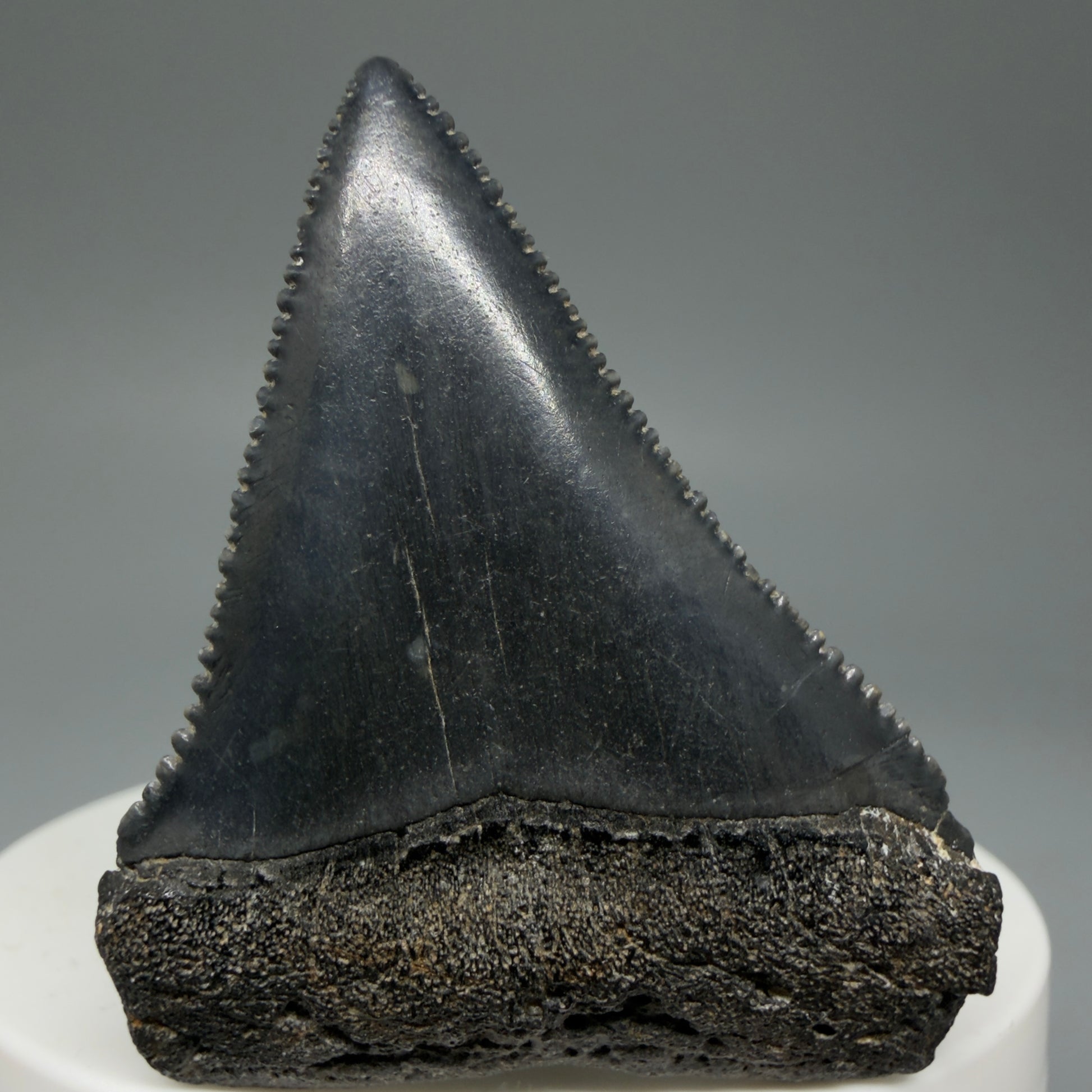 Front View Dark Colors, sharply serrated 1.95" Fossil Great White Tooth for Sale GW1277 - 1